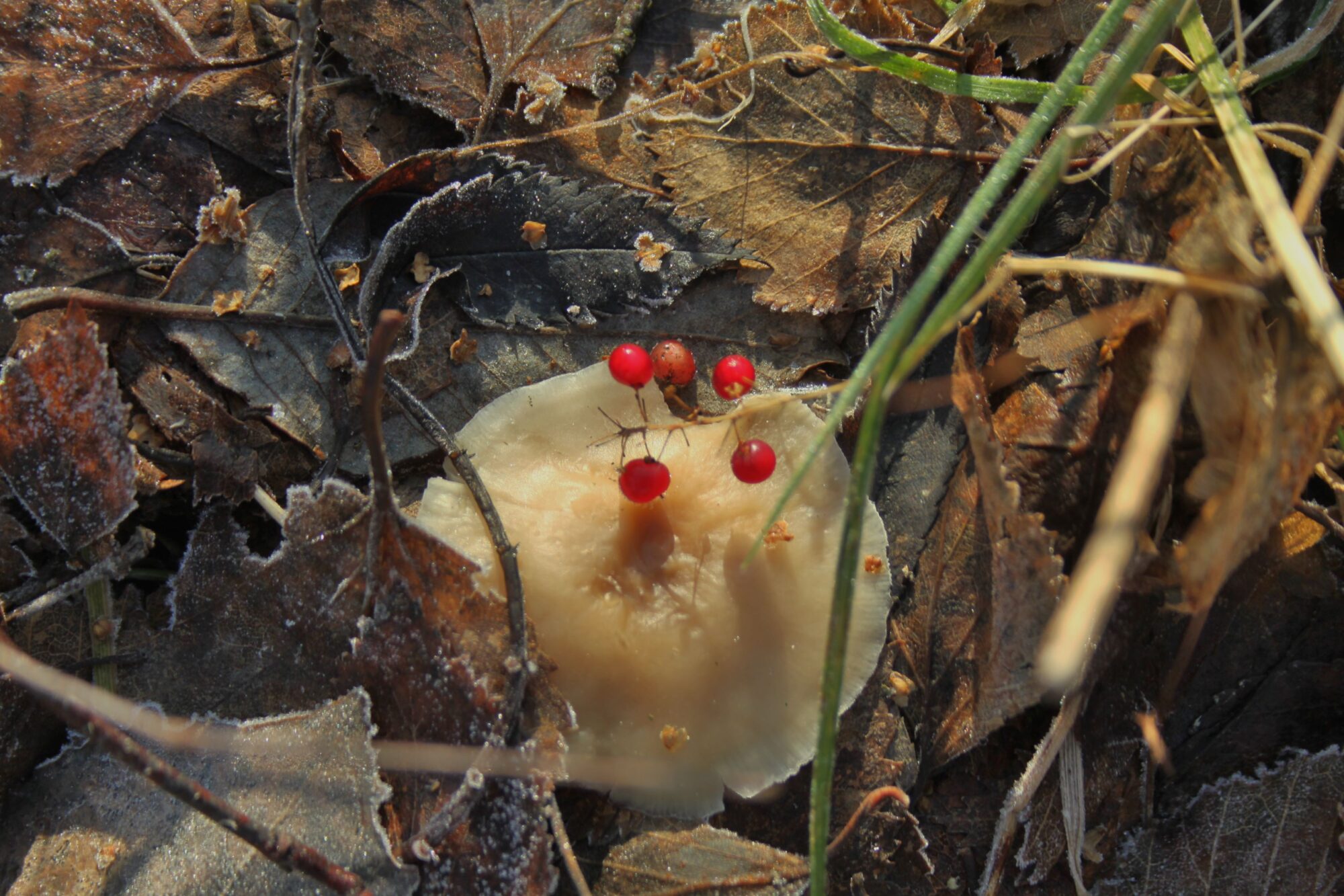 Valokuvaaja: Pirkko Siukonen