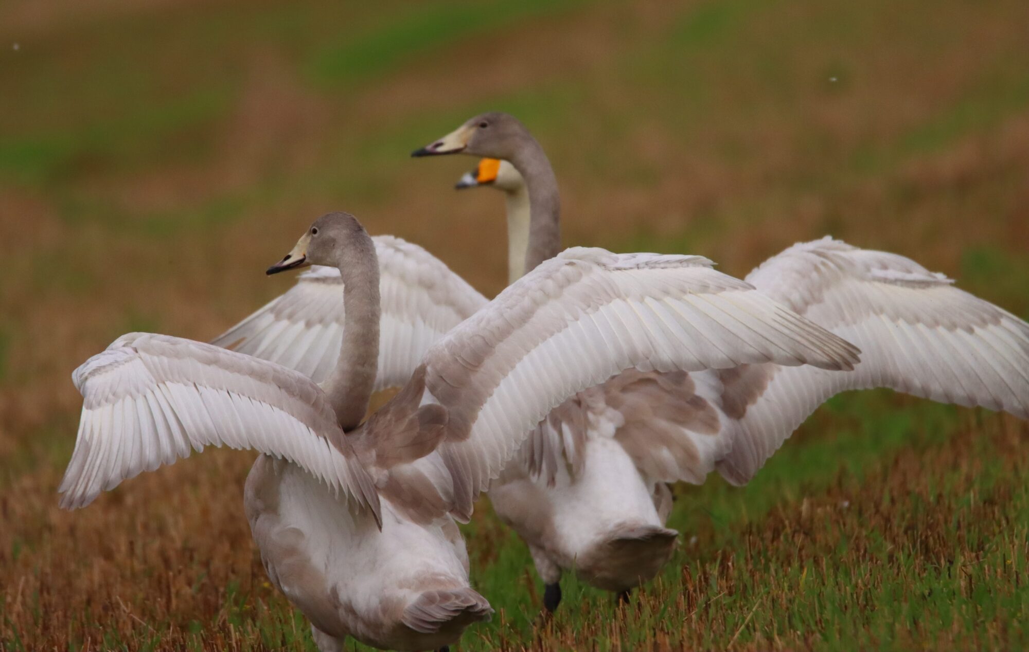 Valokuvaaja: Irja Lehtinen