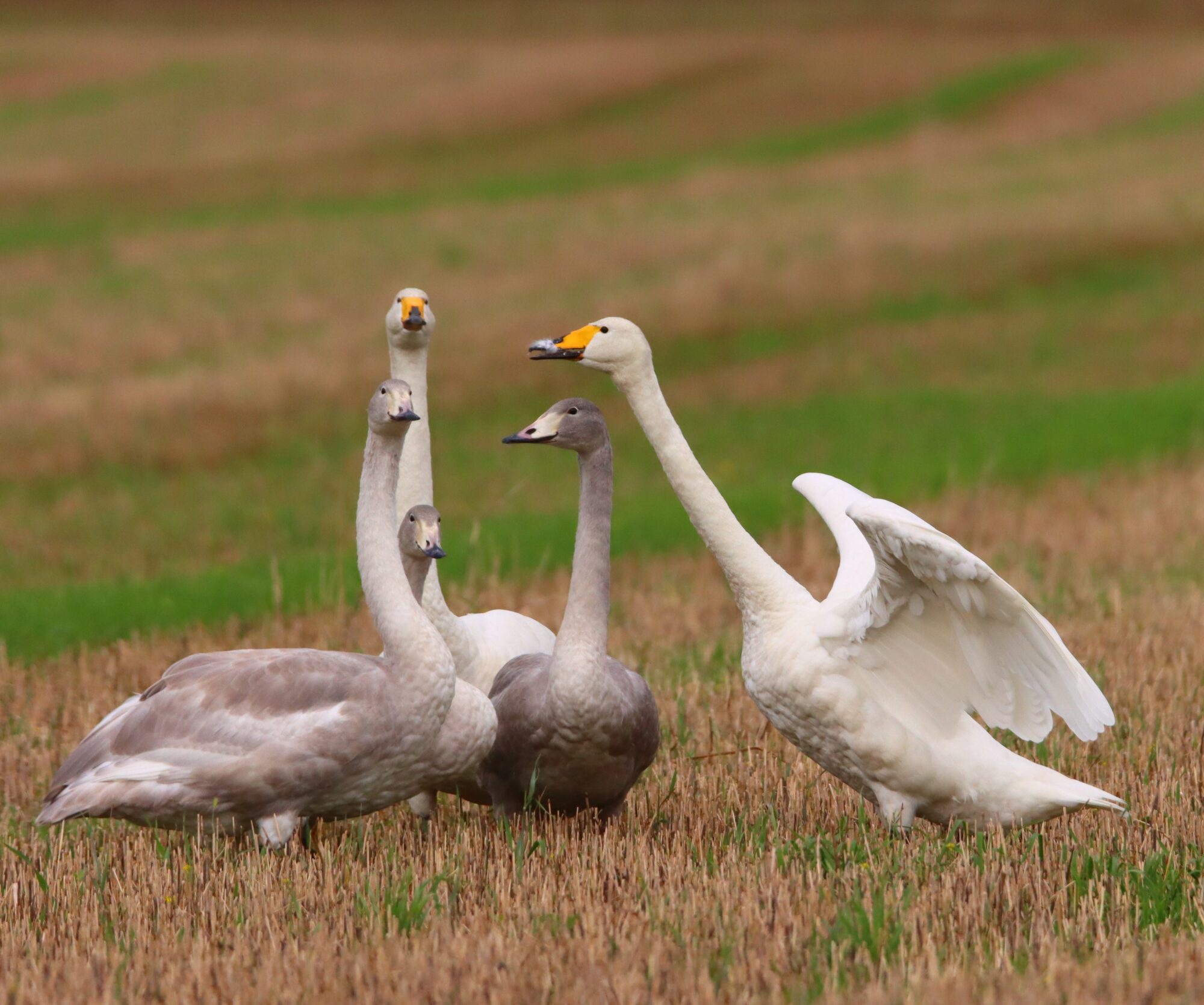 Valokuvaaja: Irja Lehtinen
