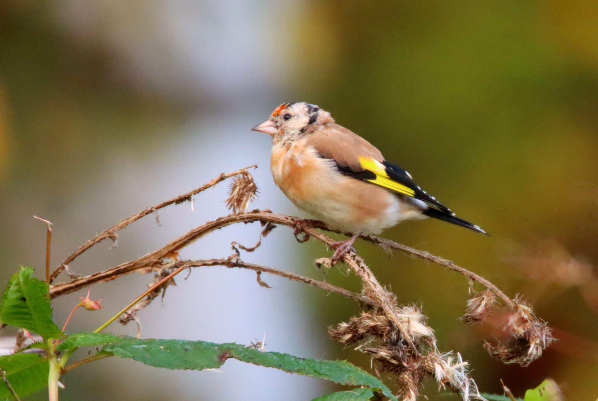 Valokuvaaja: Irja Lehtinen