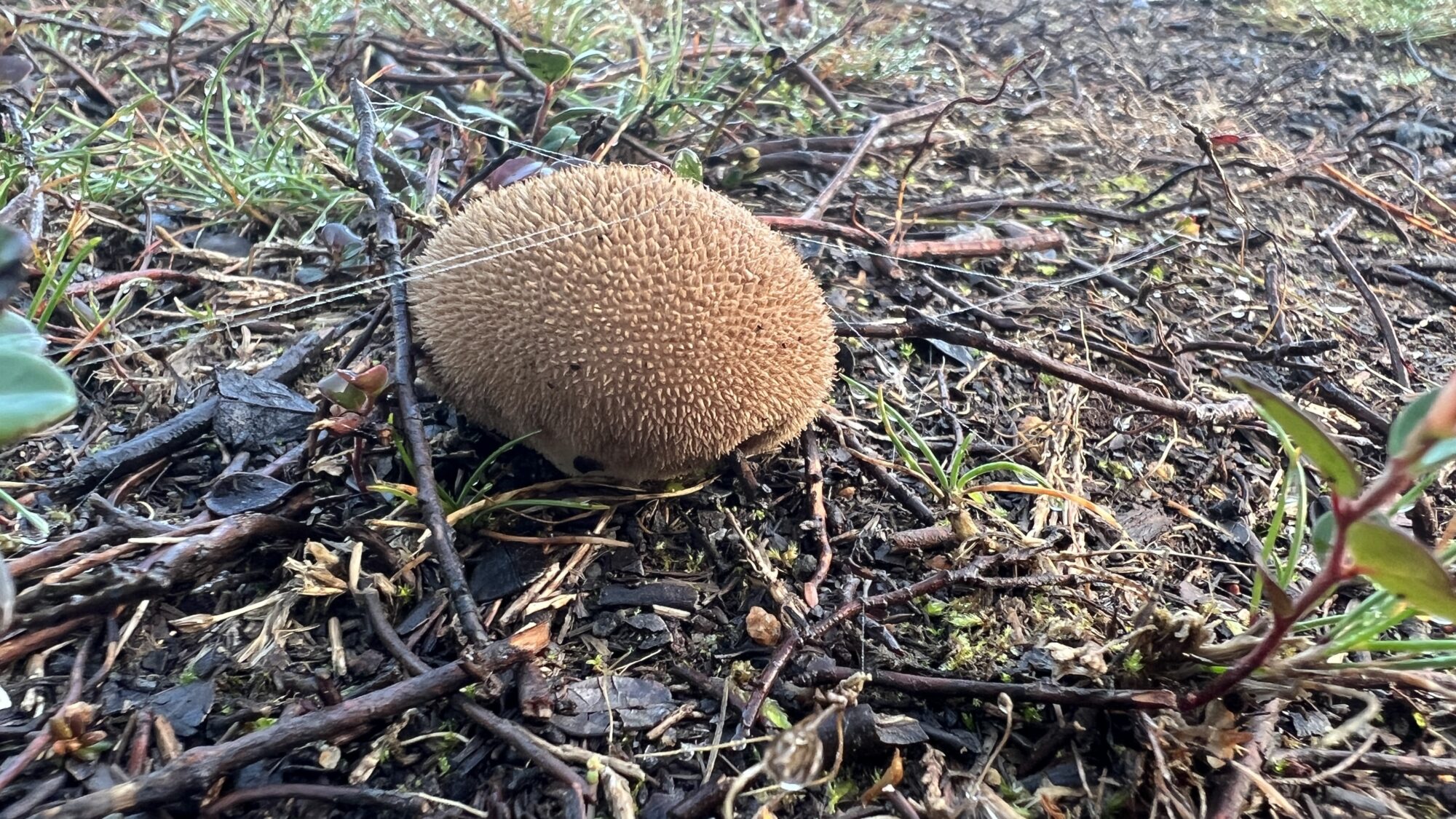 Valokuvaaja: Antti Smeds