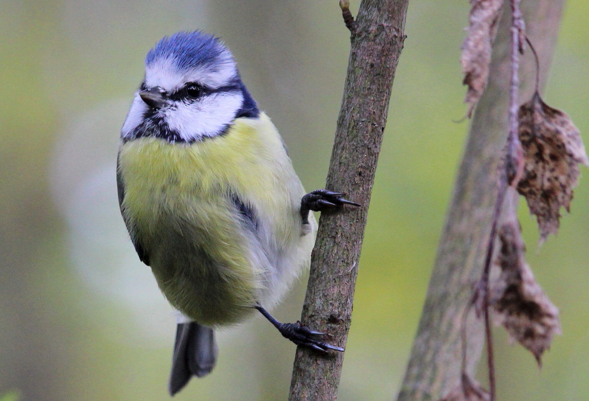 Valokuvaaja: Kirsi-Marja Joenpolvi