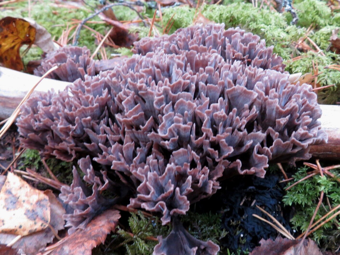 Valokuvaaja: Risto Kangassalo Valokuvaaja: Risto Kangassalo