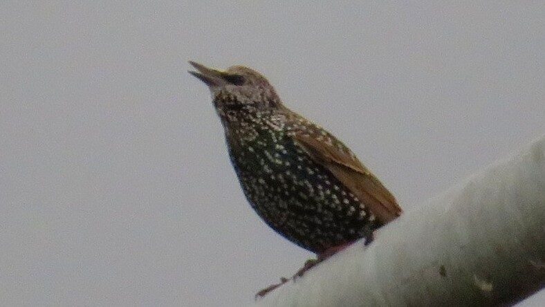 Valokuvaaja: Risto Kangassalo Valokuvaaja: Risto Kangassalo