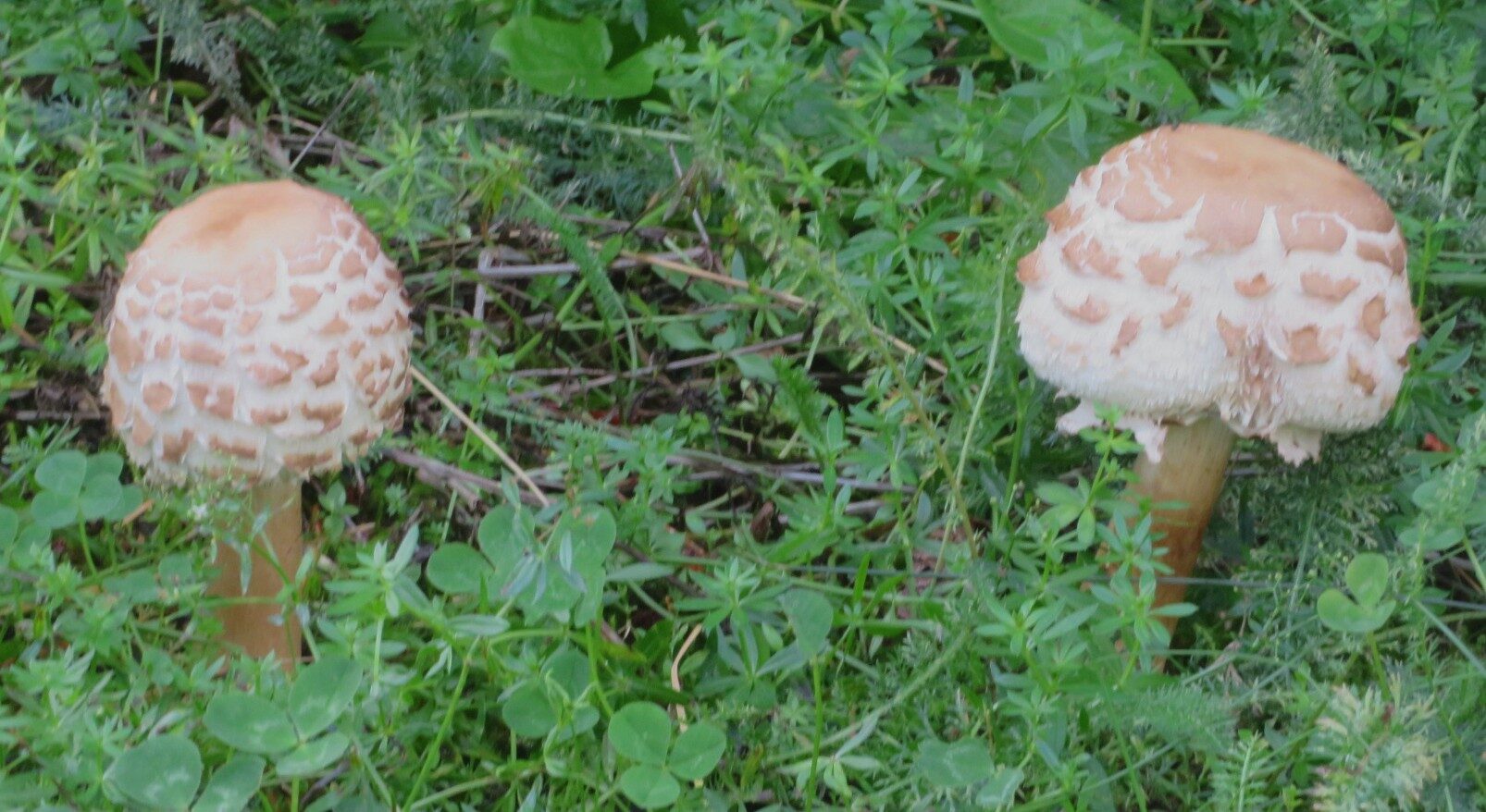 Valokuvaaja: Risto Kangassalo