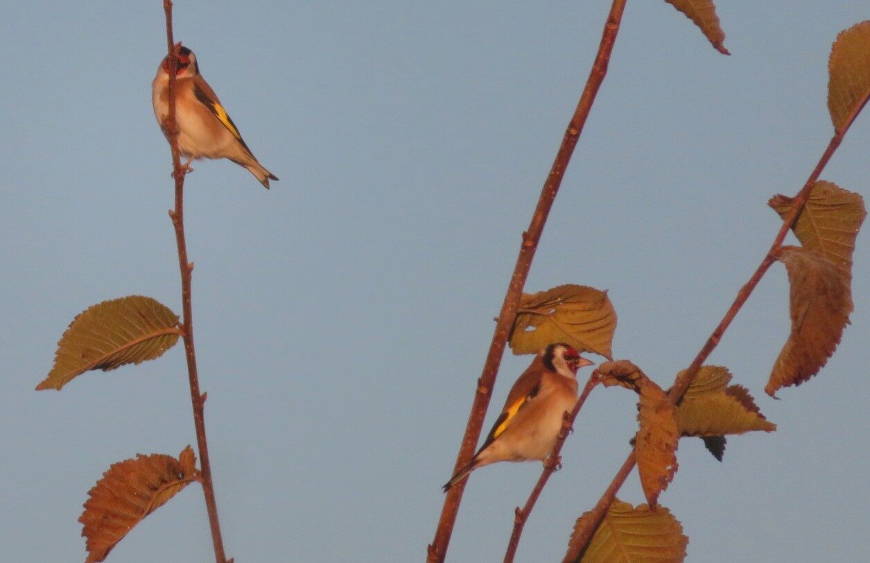 Valokuvaaja: Risto Kangassalo