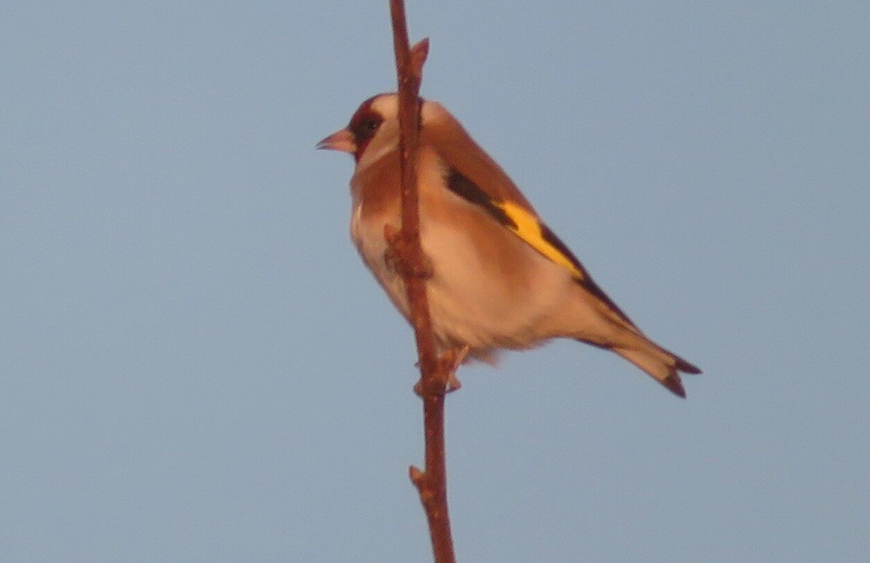 Valokuvaaja: Risto Kangassalo