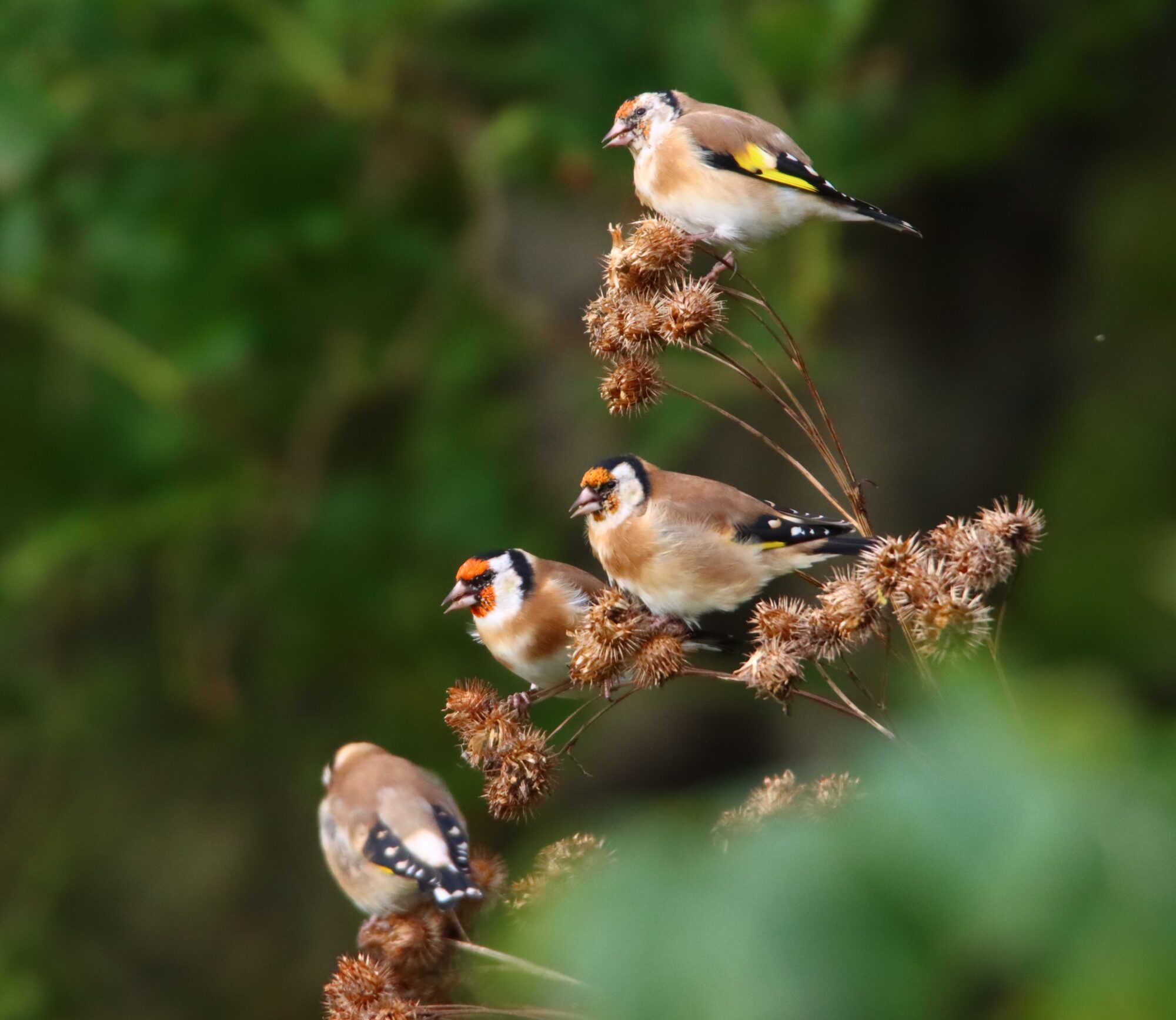Valokuvaaja: Irja Lehtinen