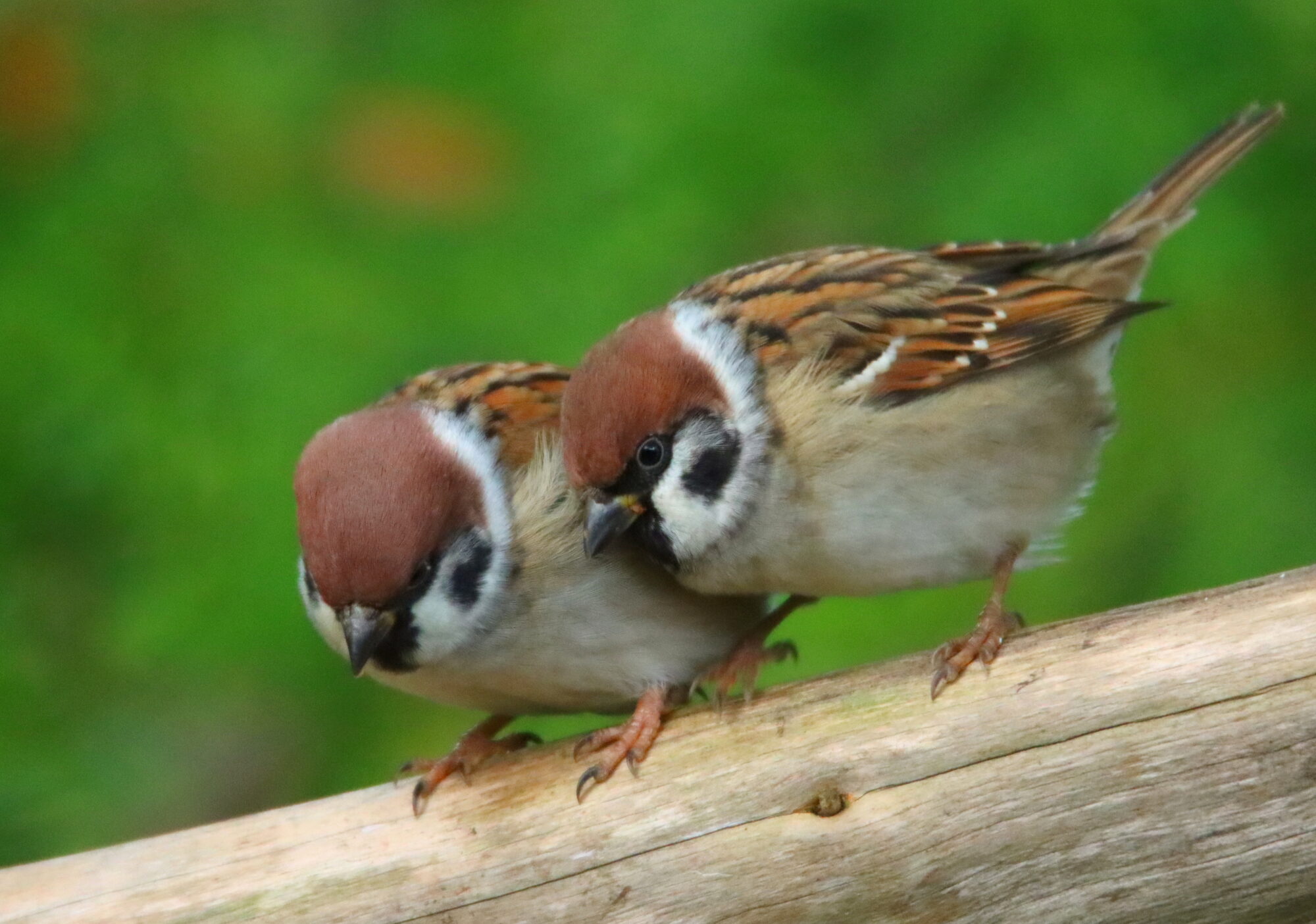 Valokuvaaja: Irja Lehtinen