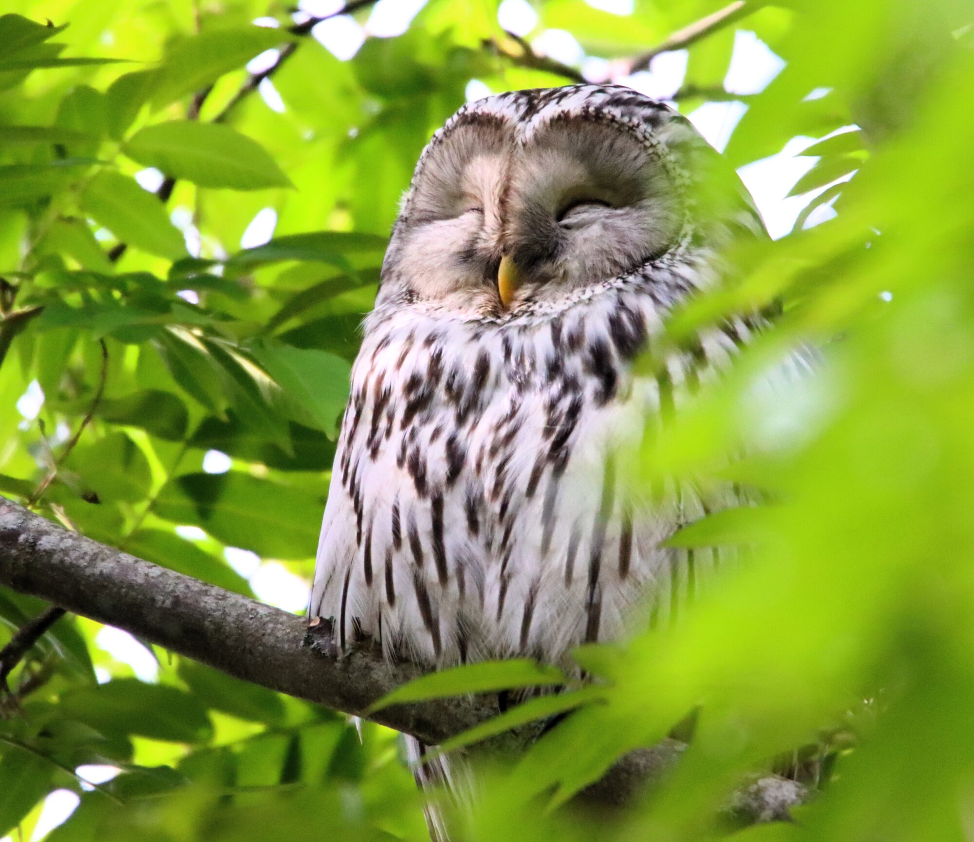 Valokuvaaja: Irja Lehtinen