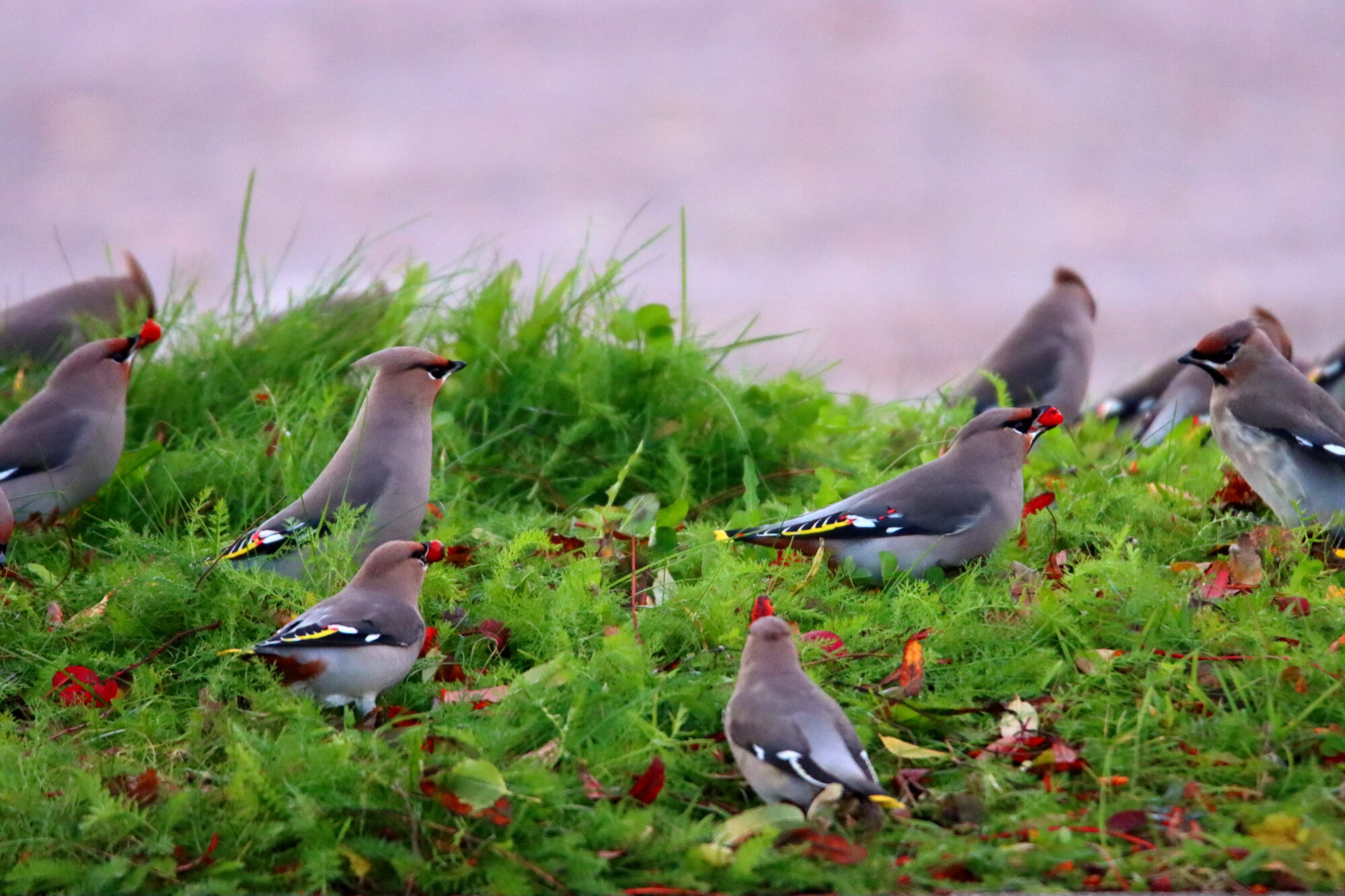 Valokuvaaja: Irja Lehtinen