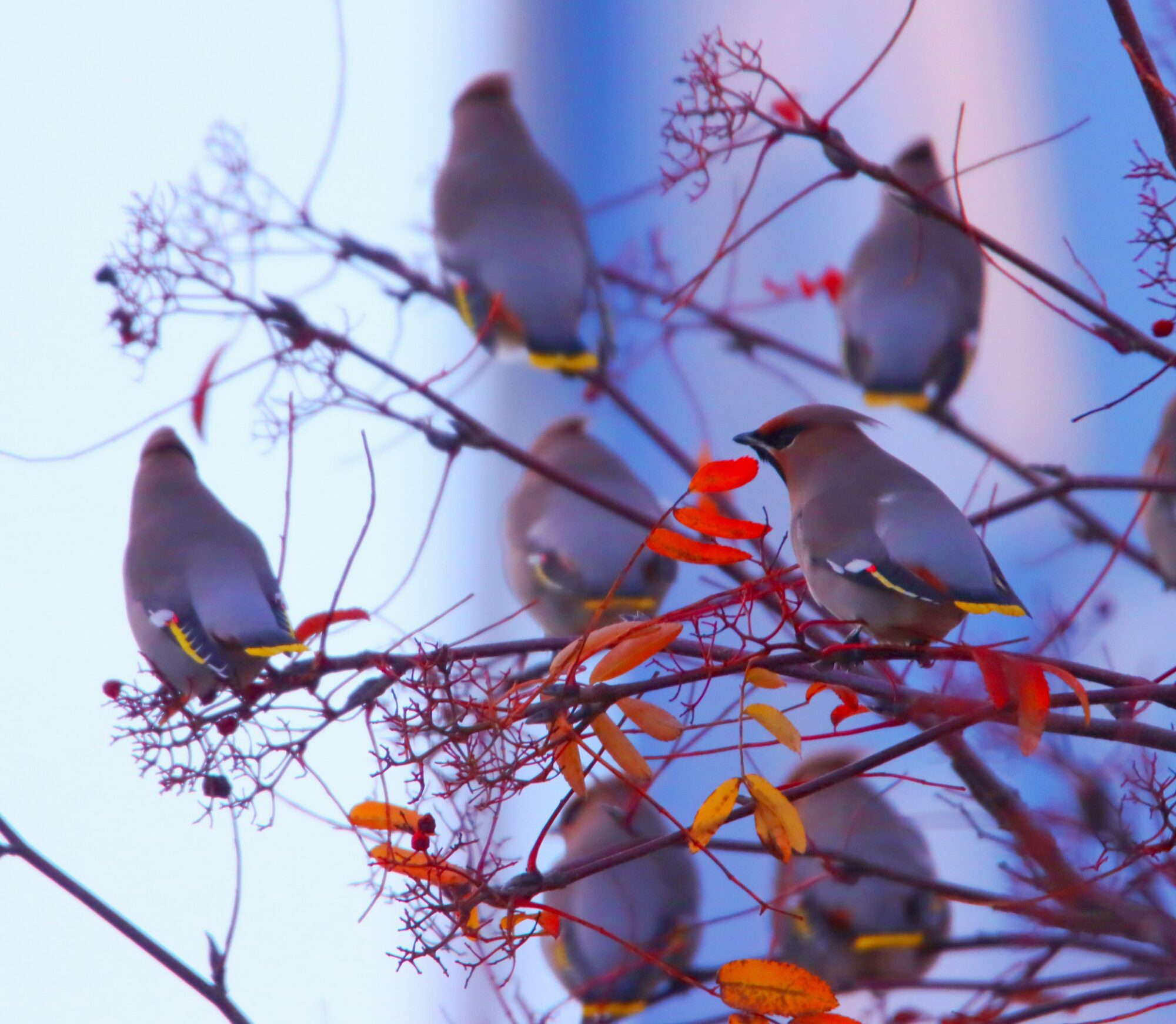 Valokuvaaja: Irja Lehtinen