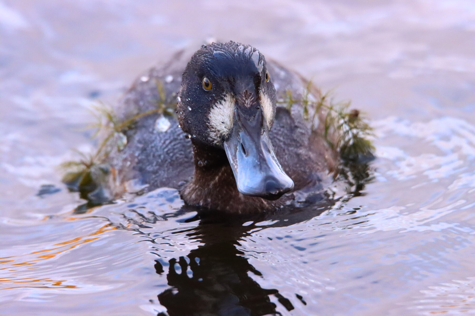 Valokuvaaja: Irja Lehtinen