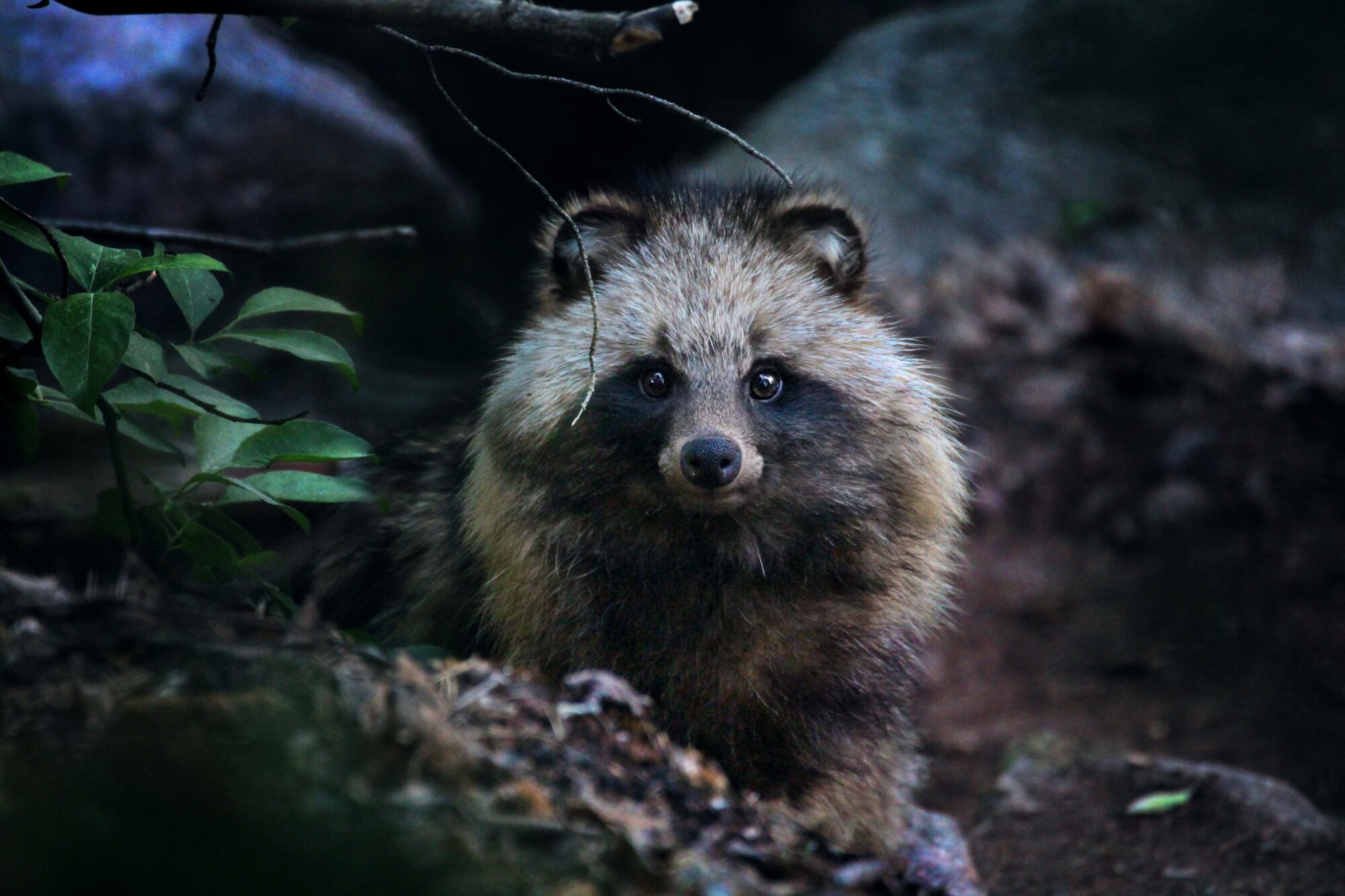 Valokuvaaja: Aurora Tani