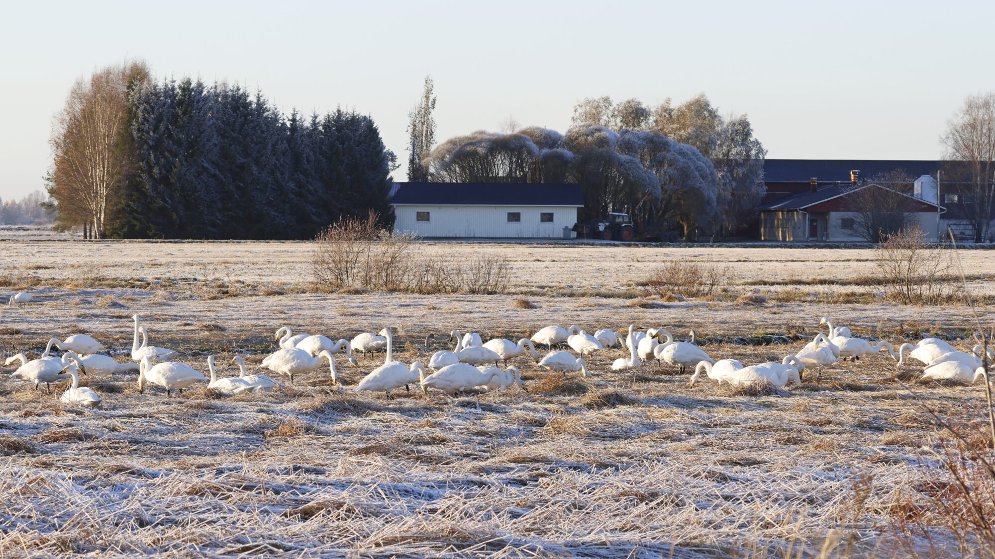 Valokuvaaja: Mikko Kujala