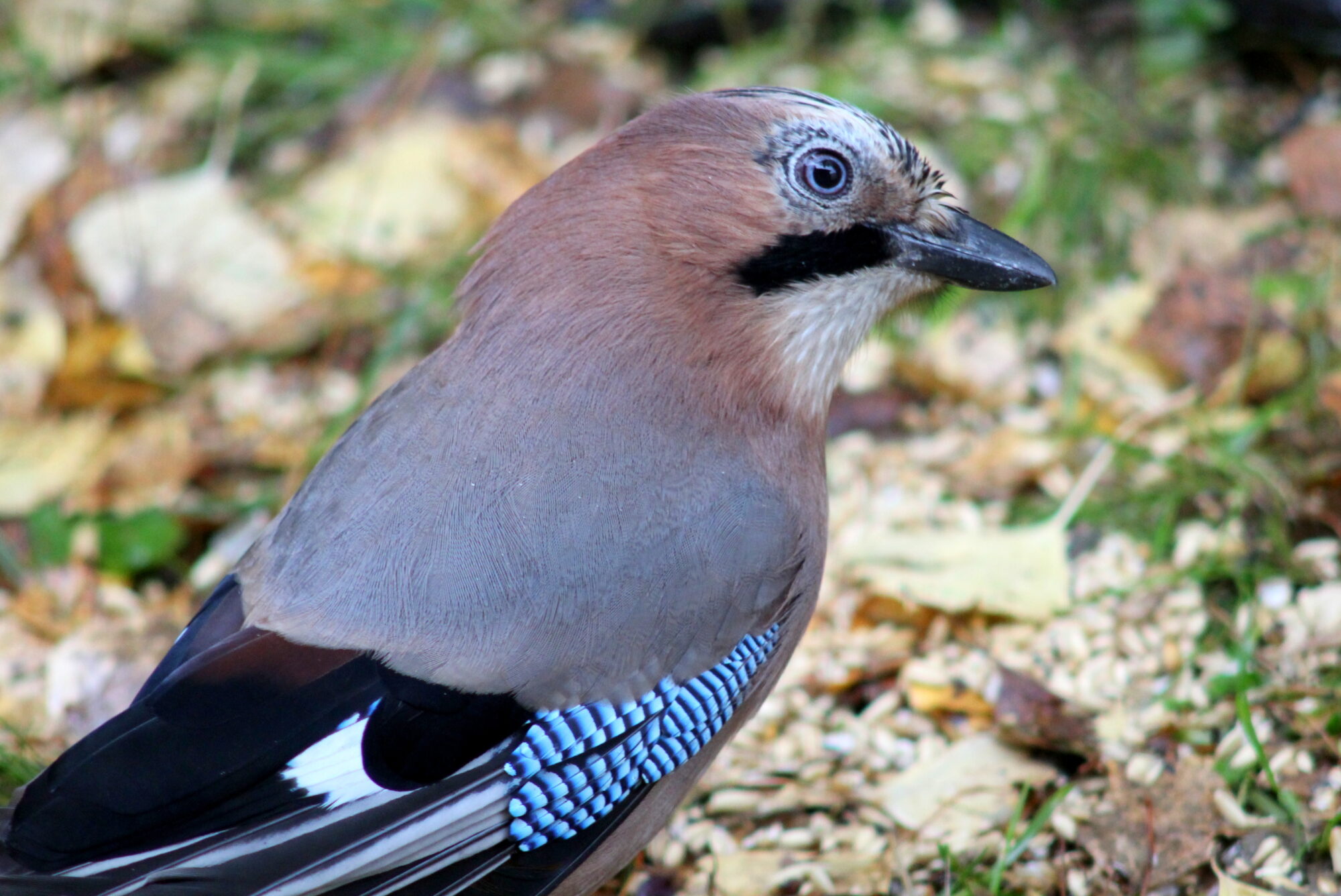 Valokuvaaja: Kaarlo Asikainen