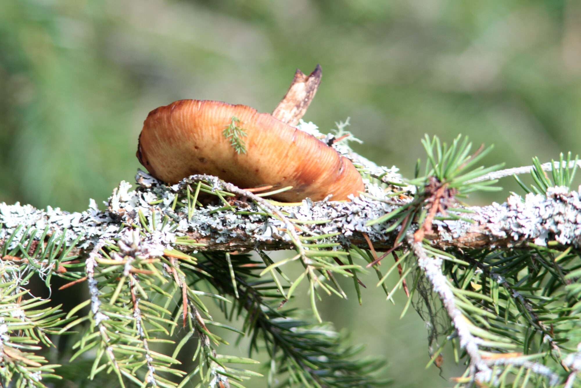 Valokuvaaja: Kaarlo Asikainen Valokuvaaja: Kaarlo Asikainen