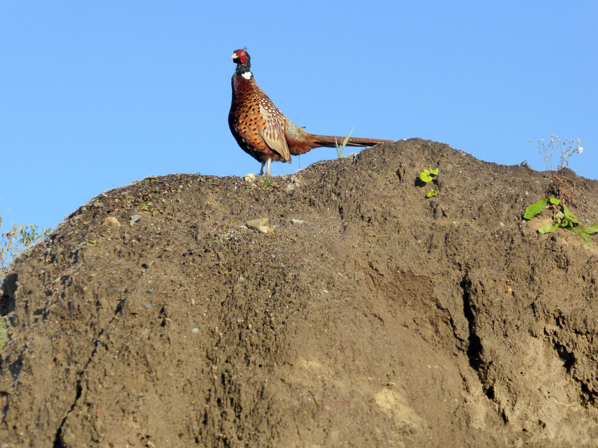 Valokuvaaja: Kaarlo Asikainen