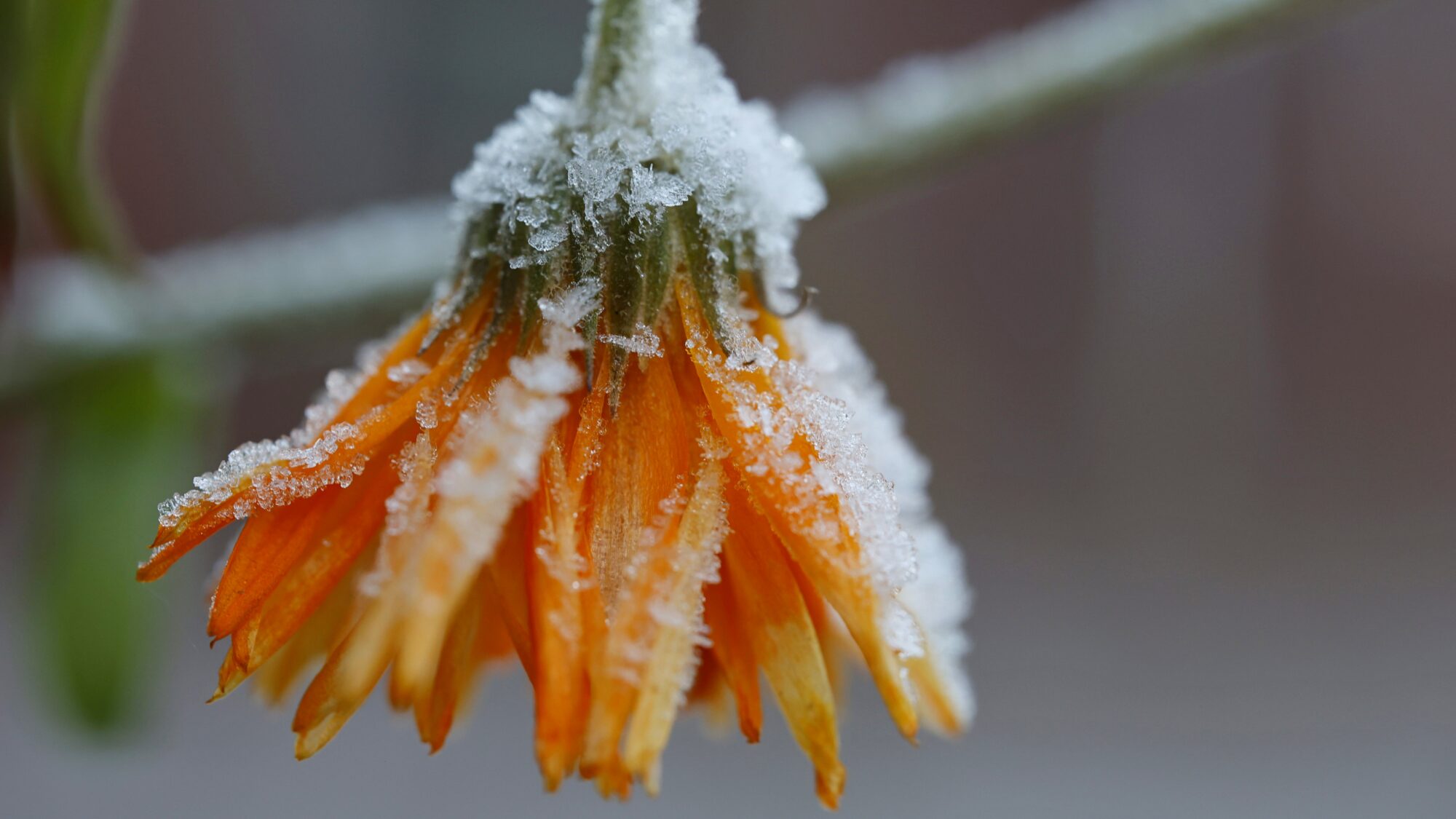 Valokuvaaja: TOMMI KUJALA