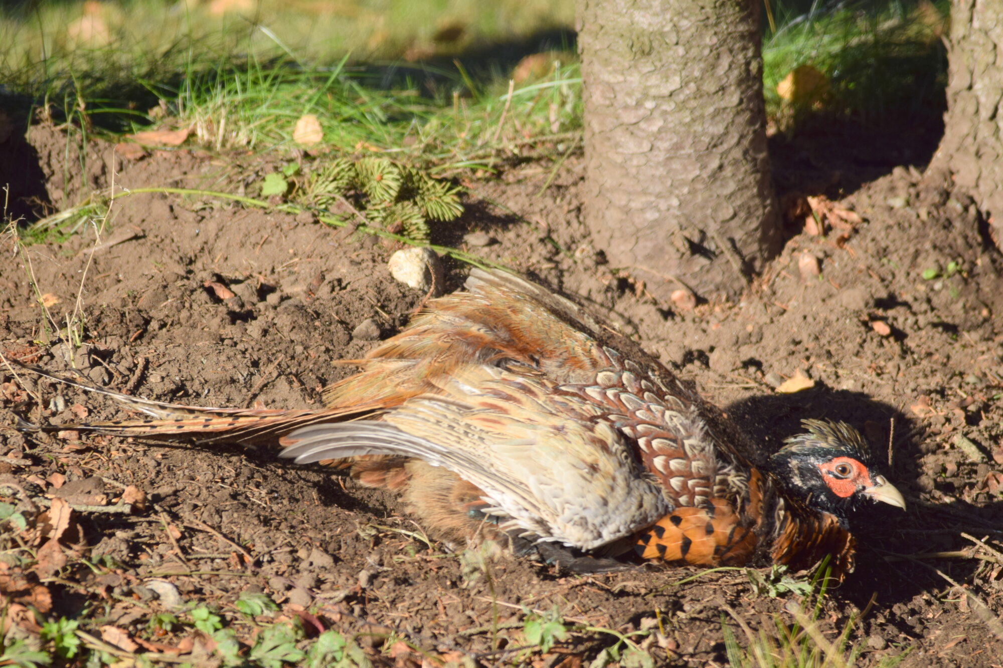 Valokuvaaja: Kaarlo Asikainen