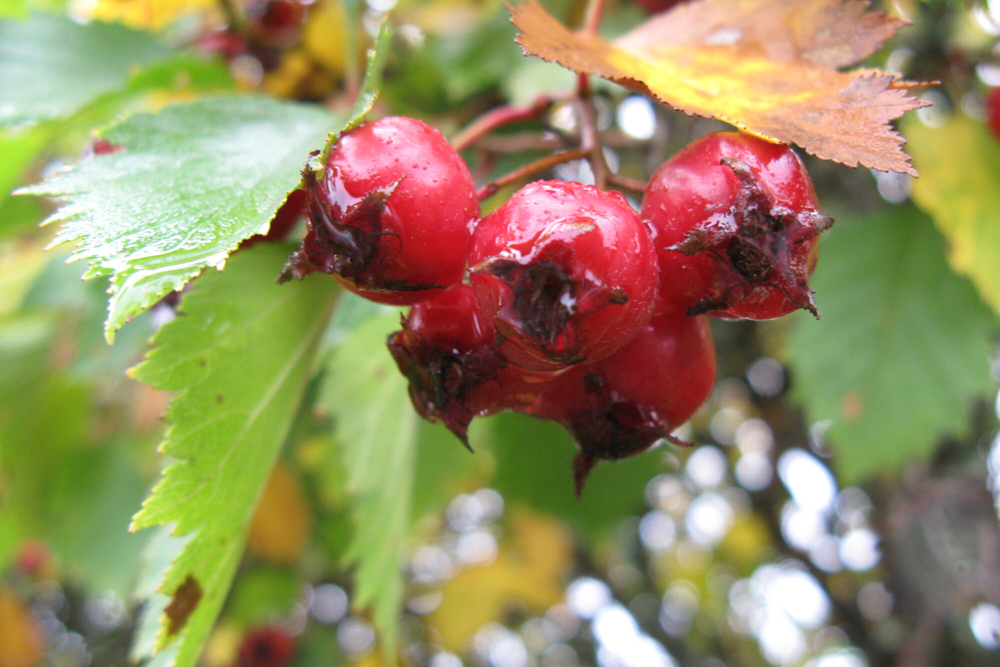 Valokuvaaja: Kaarlo Asikainen