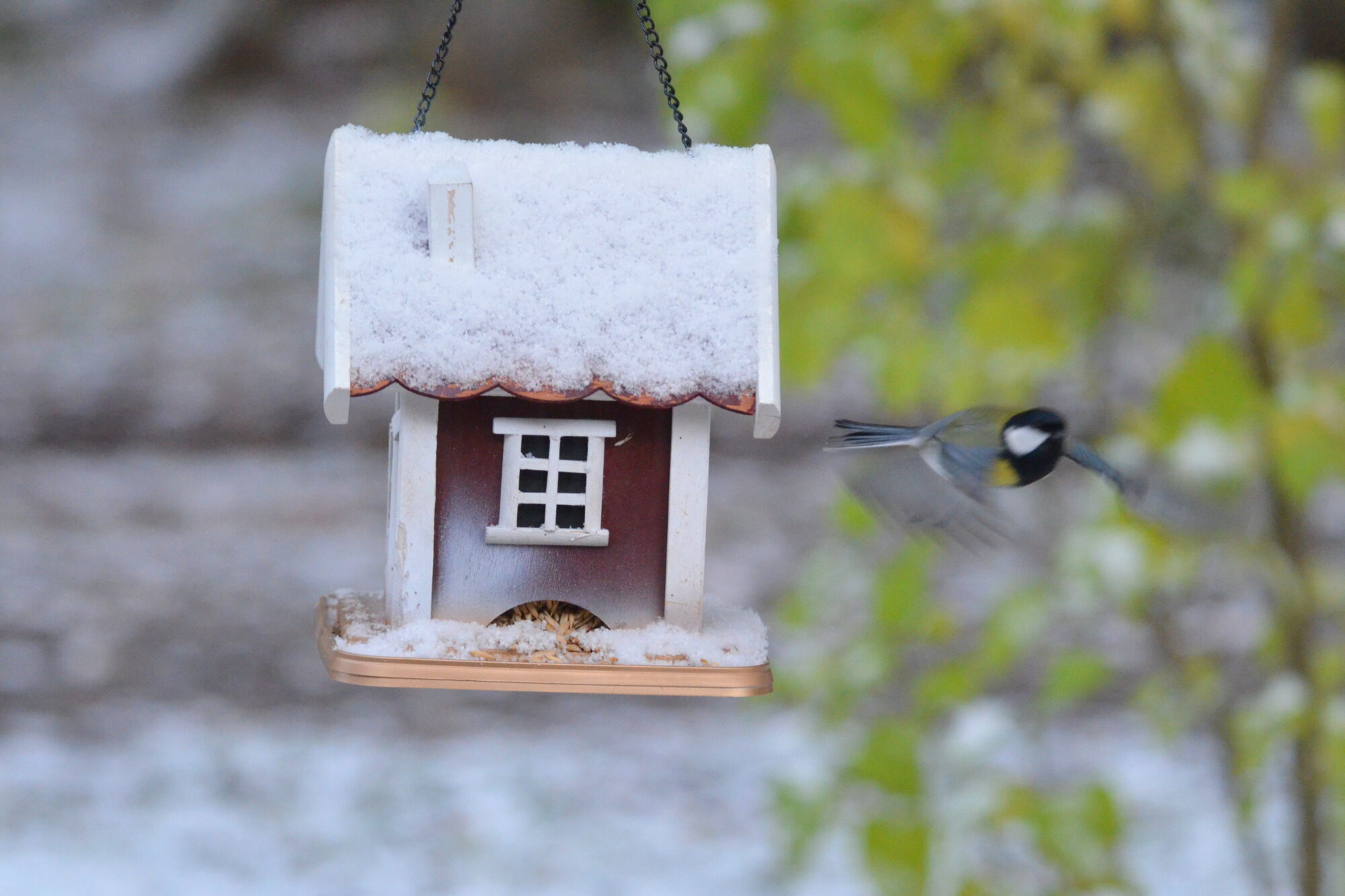 Valokuvaaja: Kaarlo Asikainen