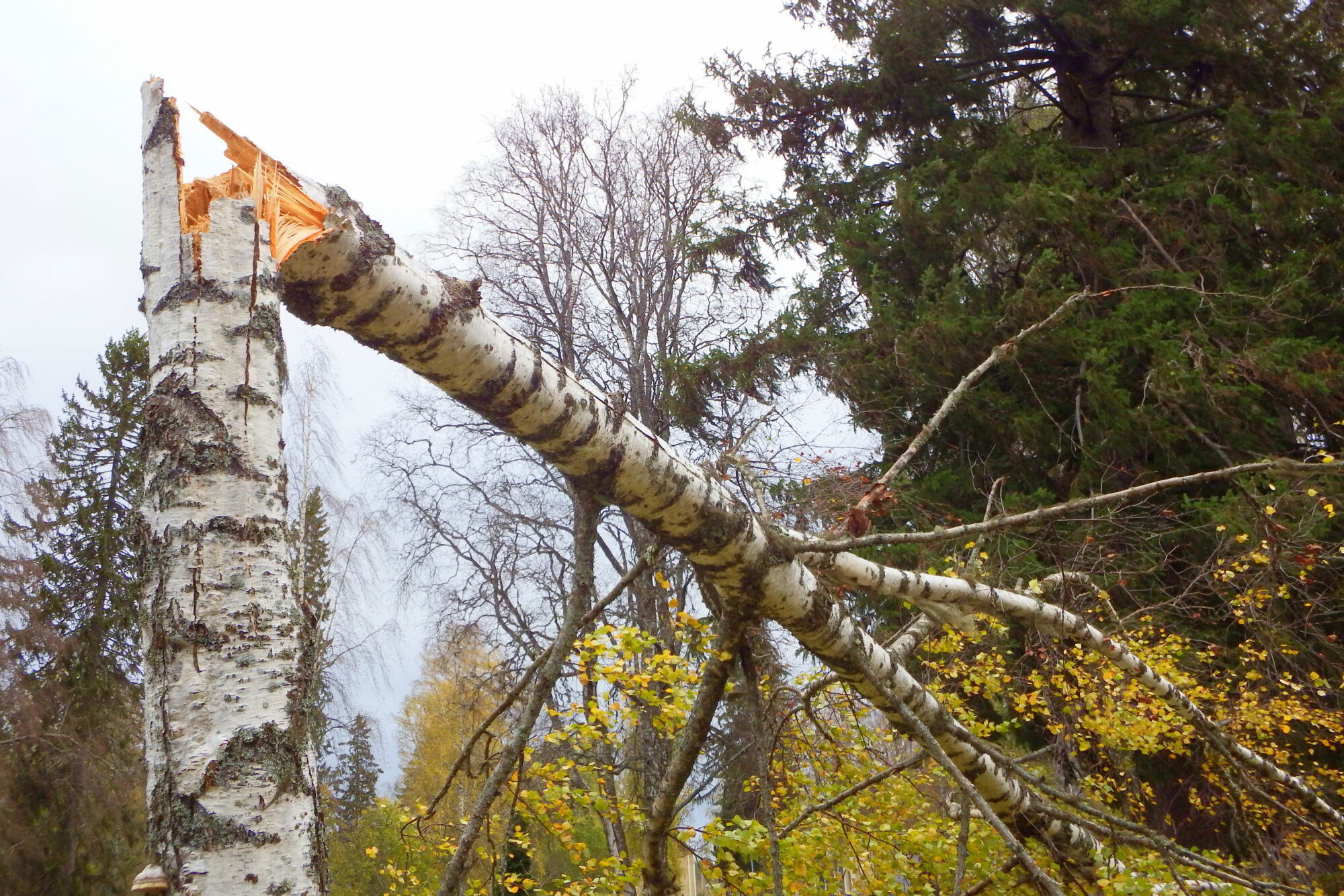 Valokuvaaja: Kaarlo Asikainen Valokuvaaja: Kaarlo Asikainen