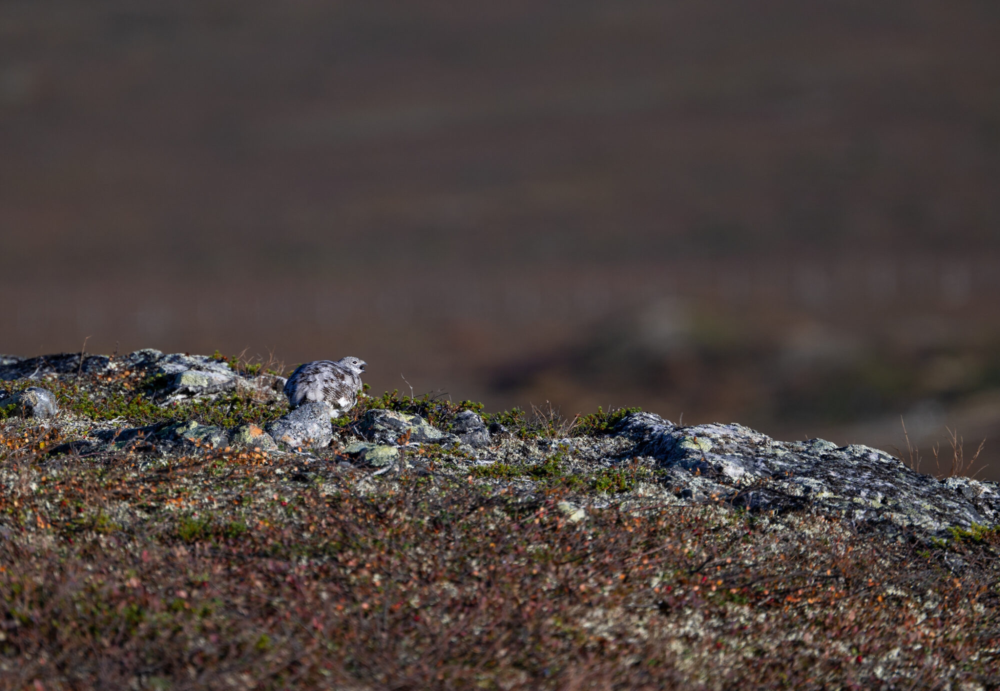 Valokuvaaja: Paul stevens