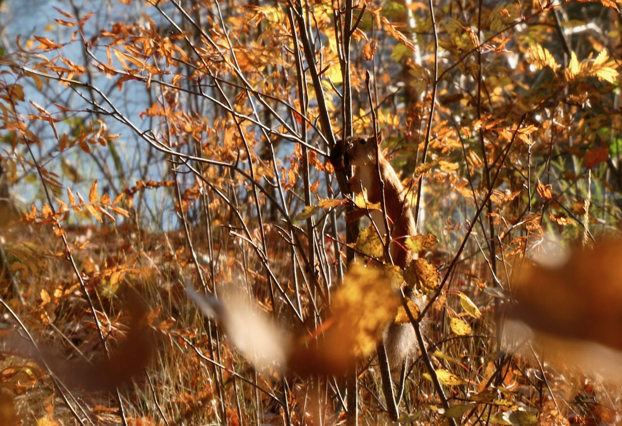 Valokuvaaja: Liisa Niiva-Korpela