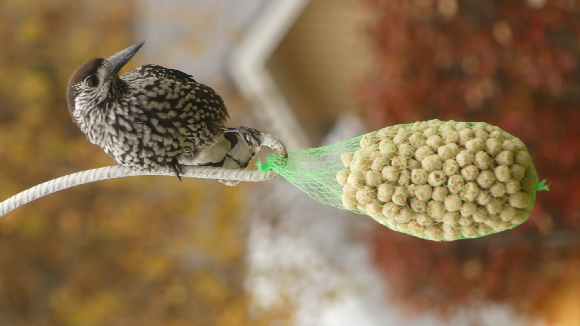 Valokuvaaja: Sirkku Niemi