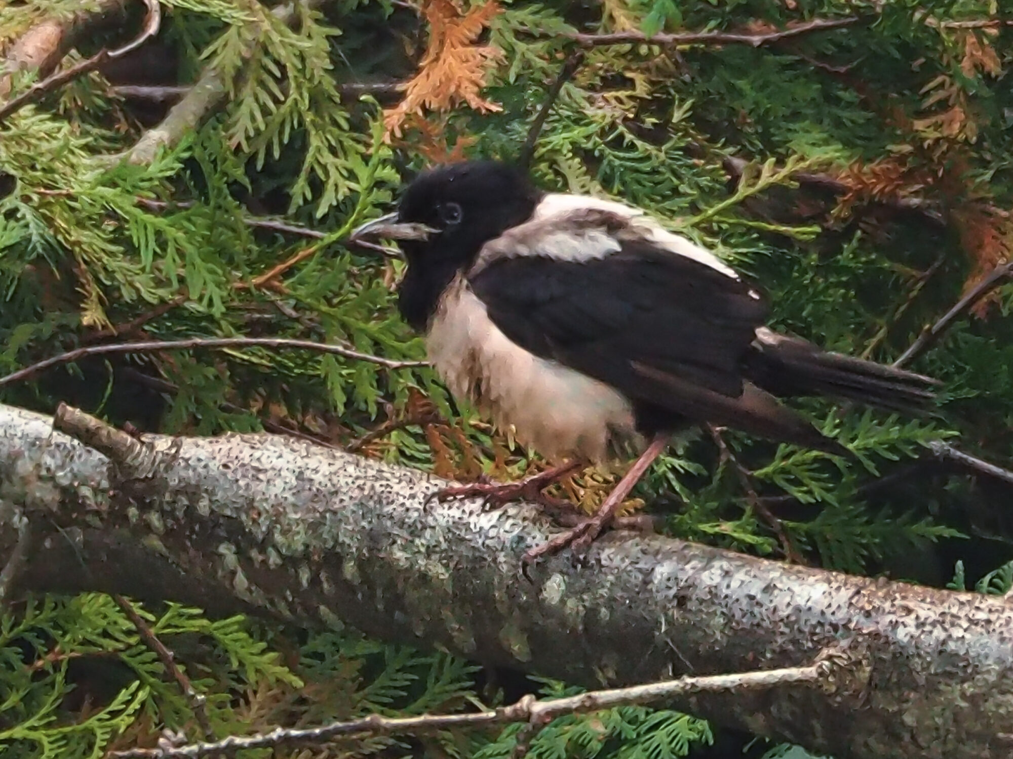 Valokuvaaja: Aki Jalava