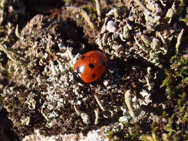 Valokuvaaja: Risto Kangassalo