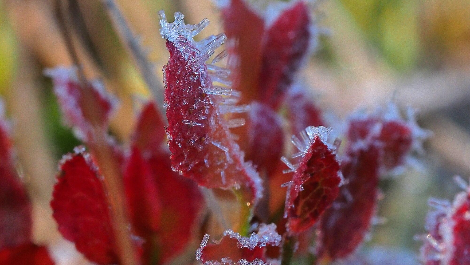 Valokuvaaja: Arja Valtonen