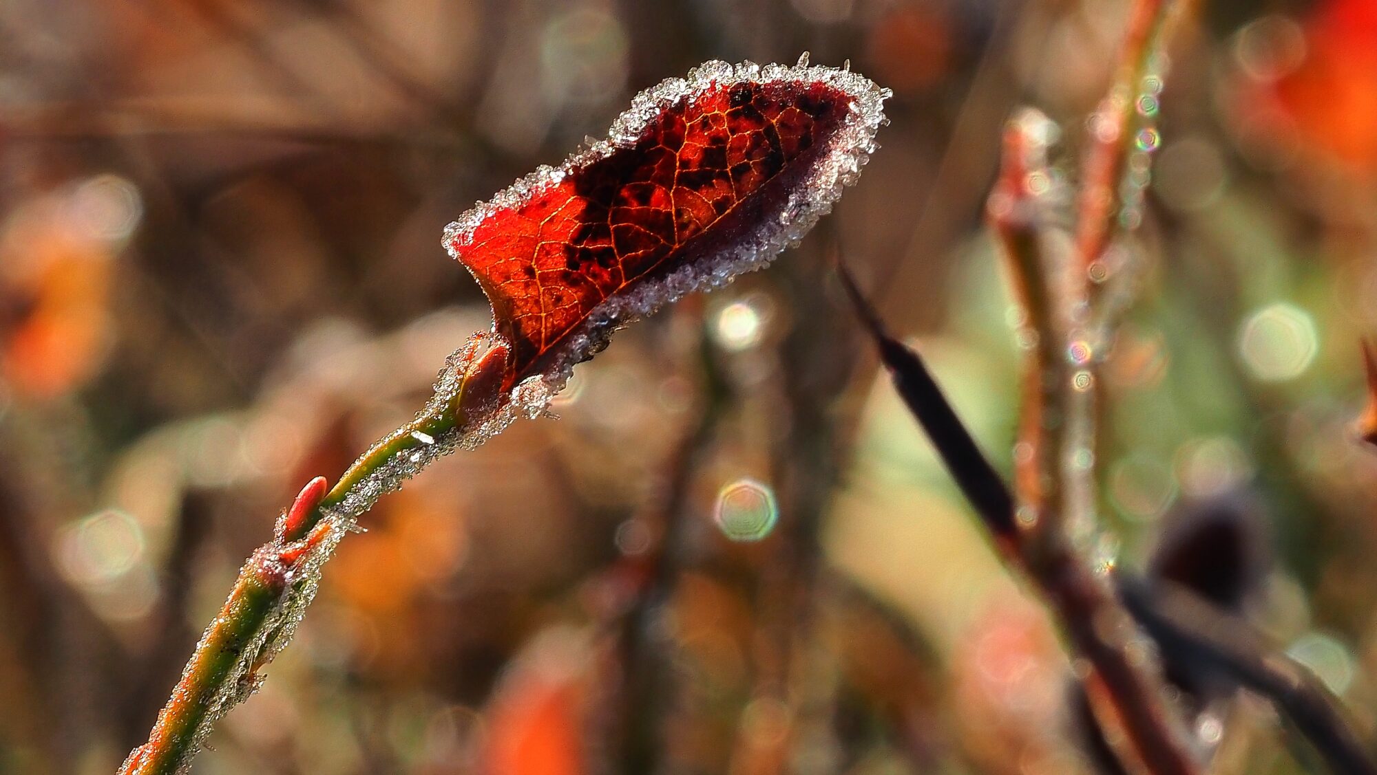 Valokuvaaja: Arja Valtonen