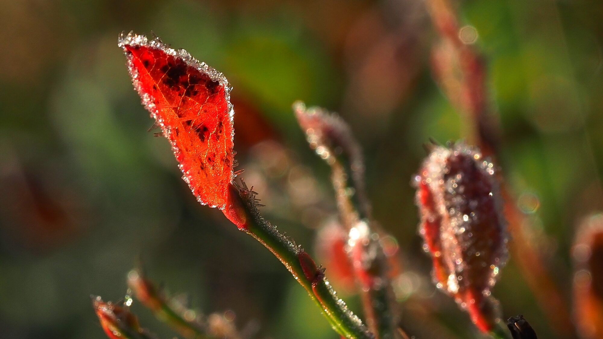 Valokuvaaja: Arja Valtonen