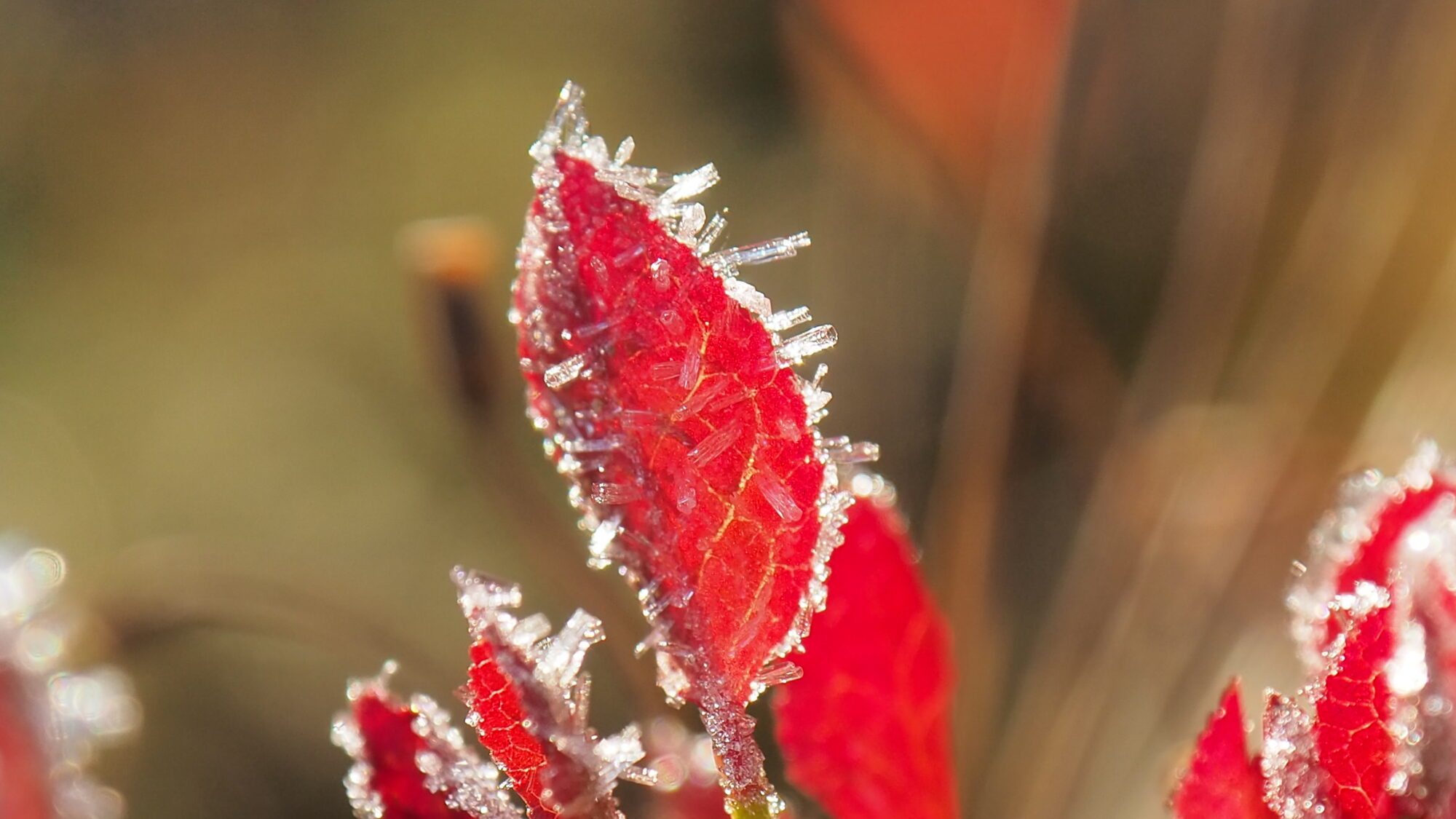 Valokuvaaja: Martti Valtonen