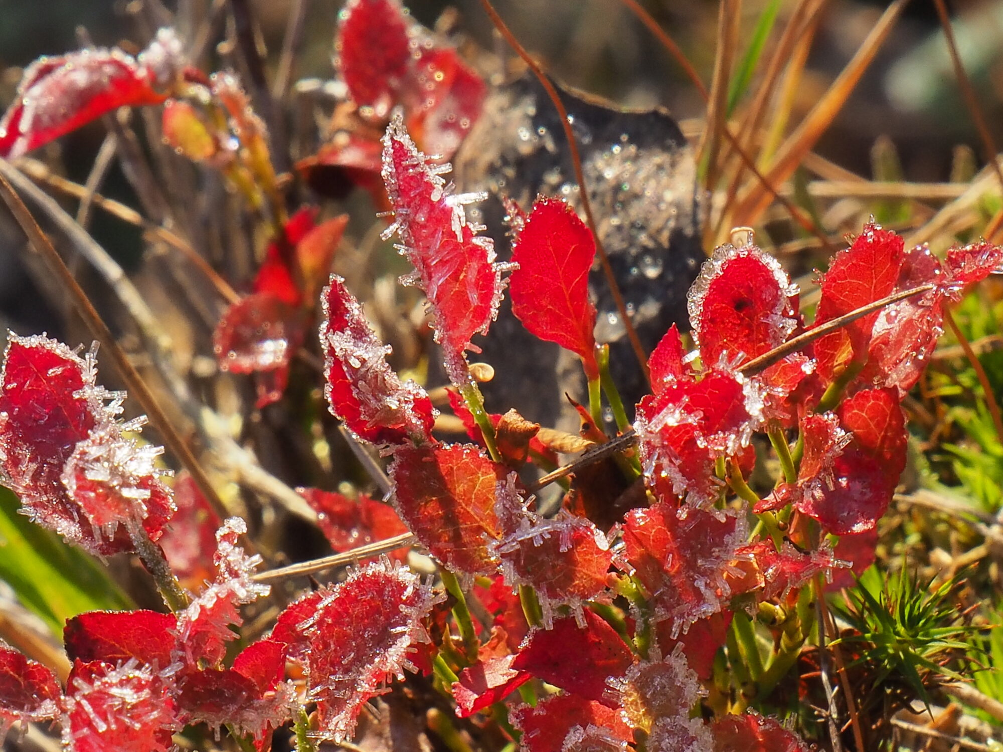 Valokuvaaja: Martti Valtonen Valokuvaaja: Martti Valtonen
