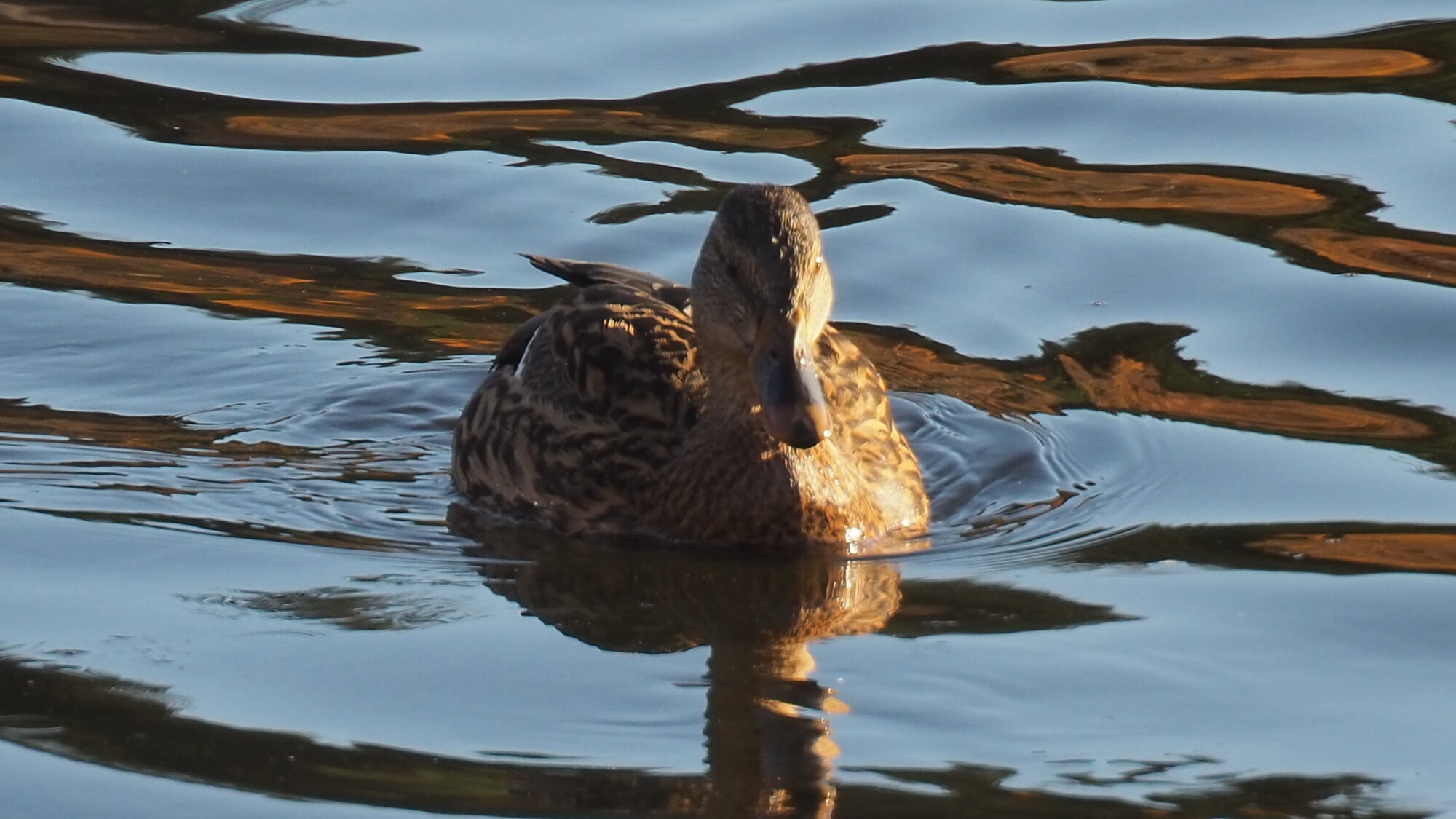 Valokuvaaja: Martti Valtonen