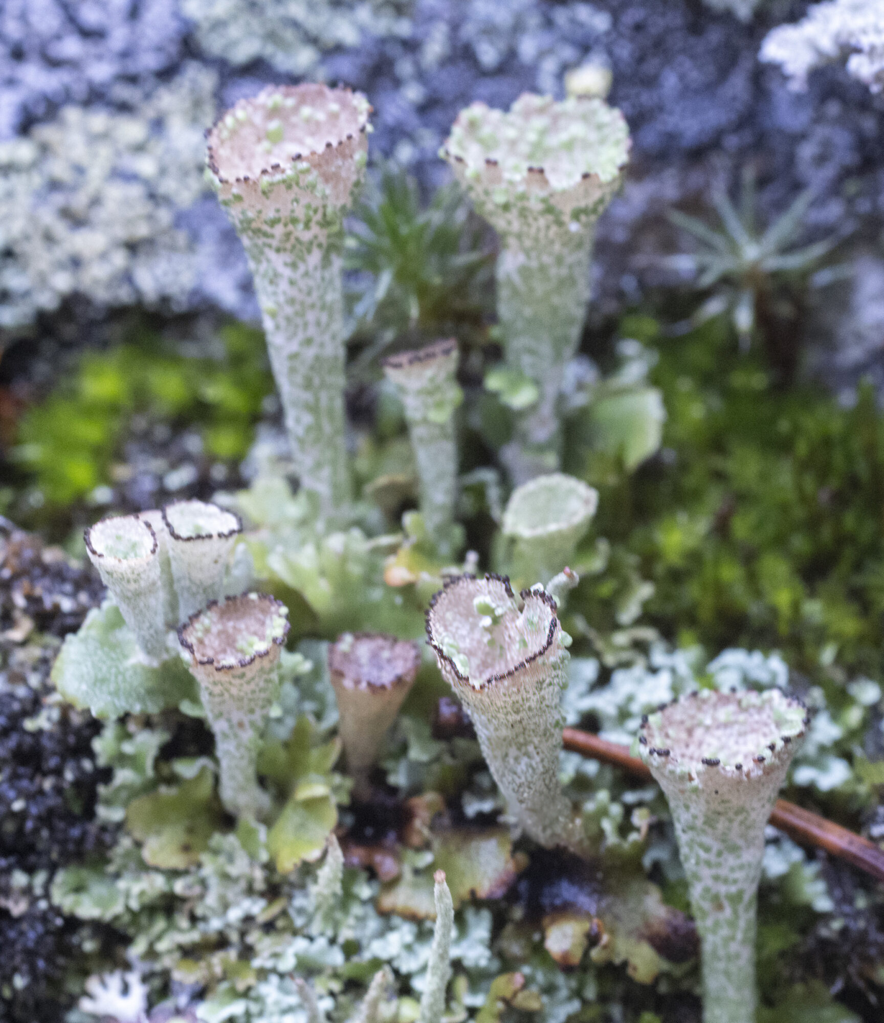 Valokuvaaja: Hannu Tikkanen