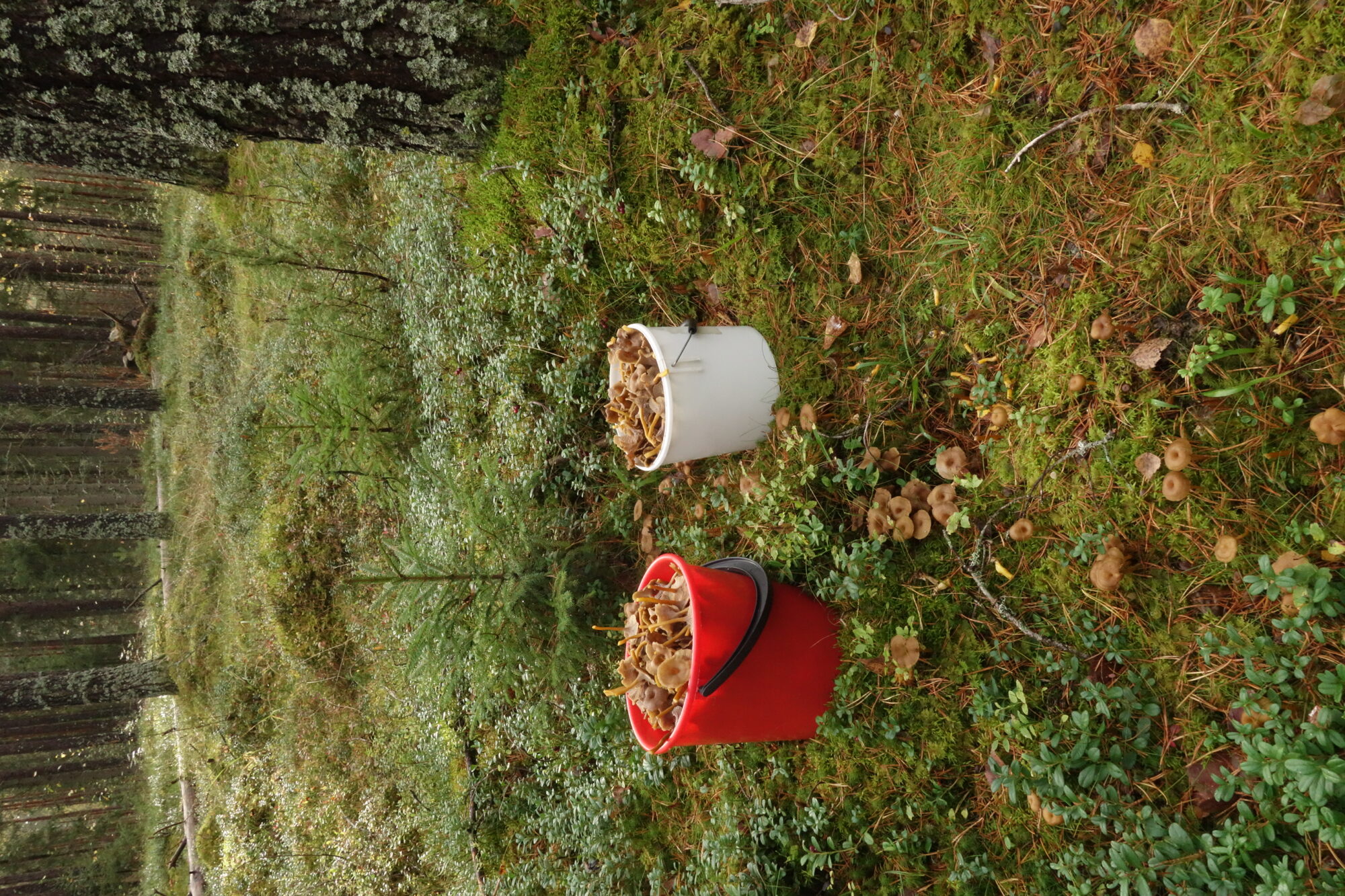 Valokuvaaja: Kaarina Heiskanen