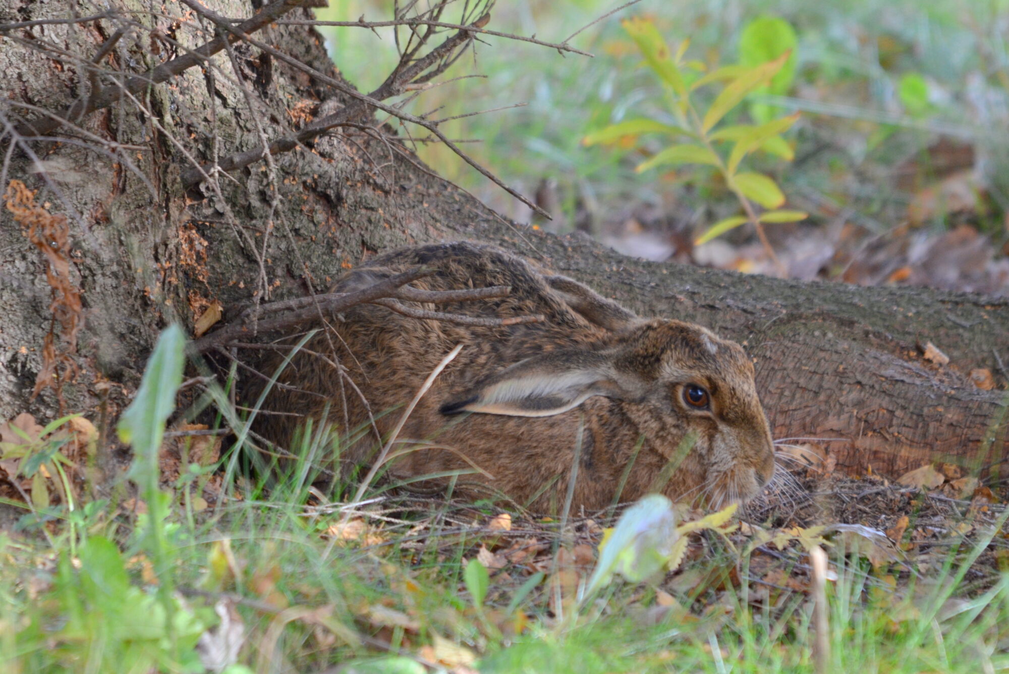 Valokuvaaja: Kaarlo Asikainen