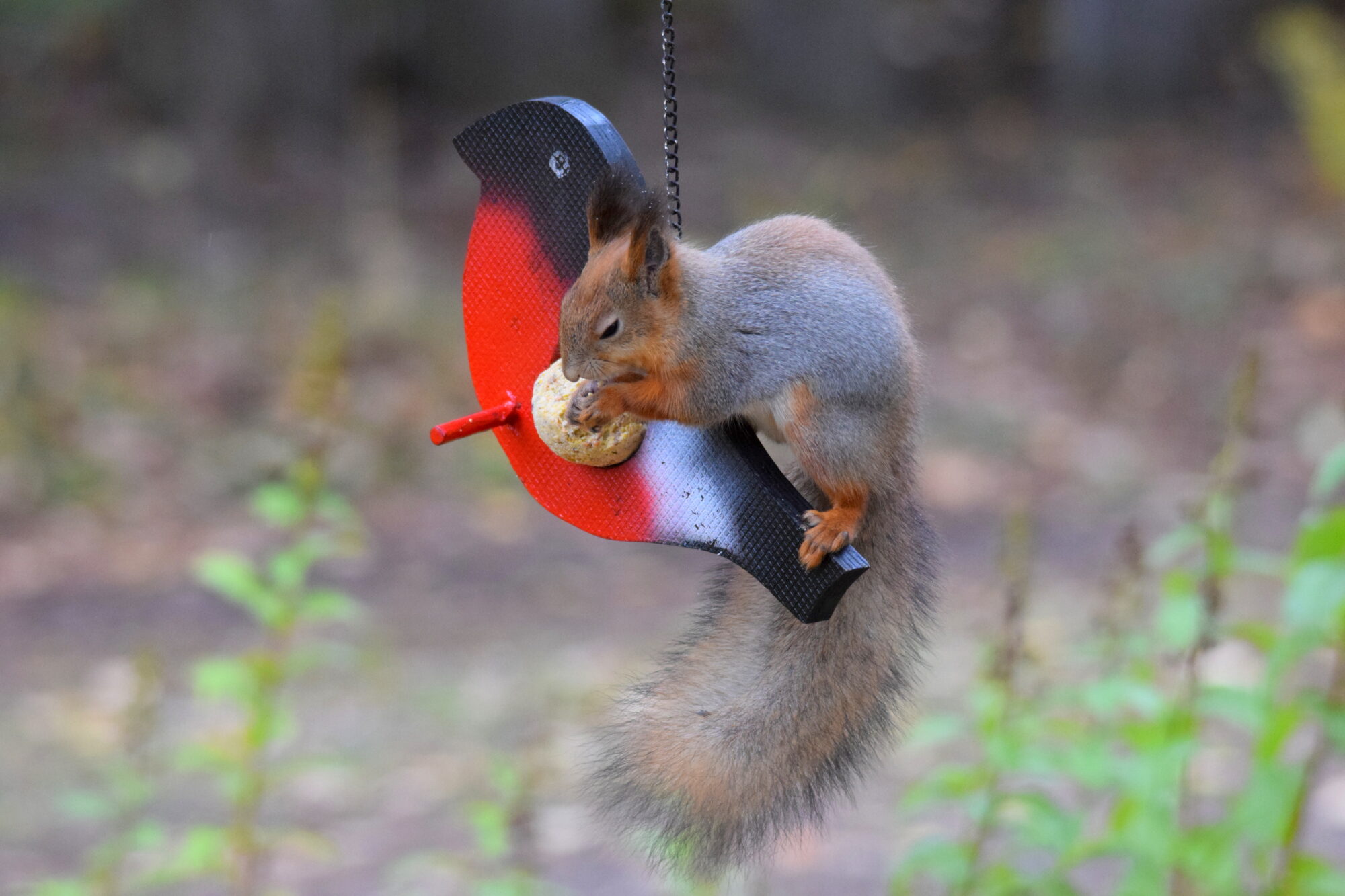 Valokuvaaja: Kaarlo Asikainen