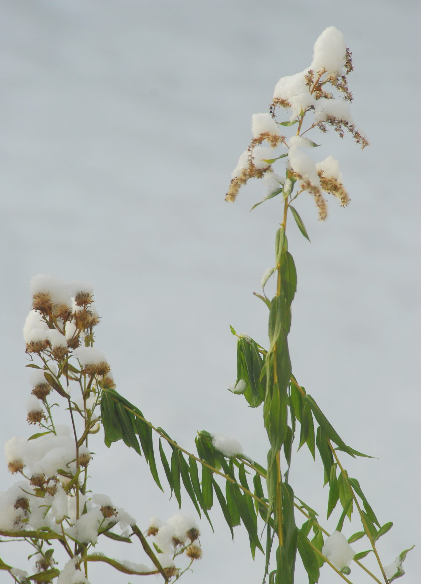 Valokuvaaja: Kaarlo Asikainen