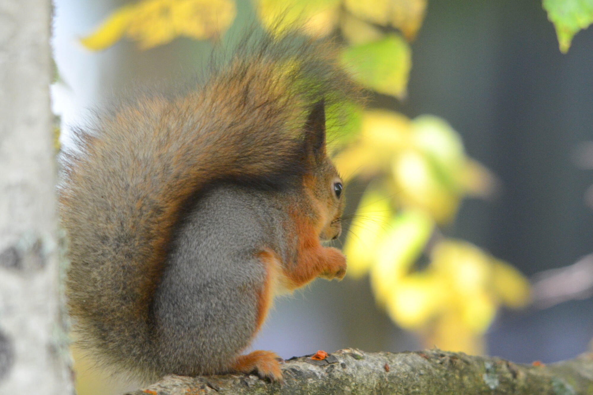 Valokuvaaja: Kaarlo Asikainen