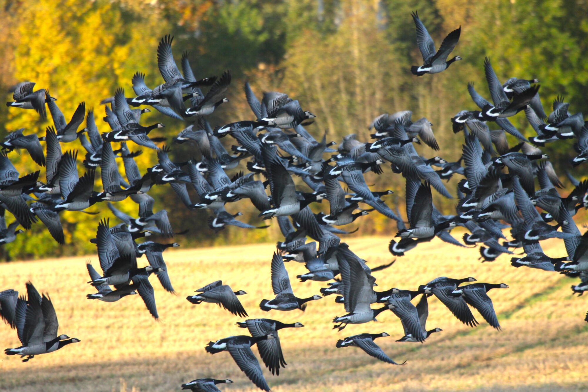 Valokuvaaja: Berndt Hannelius