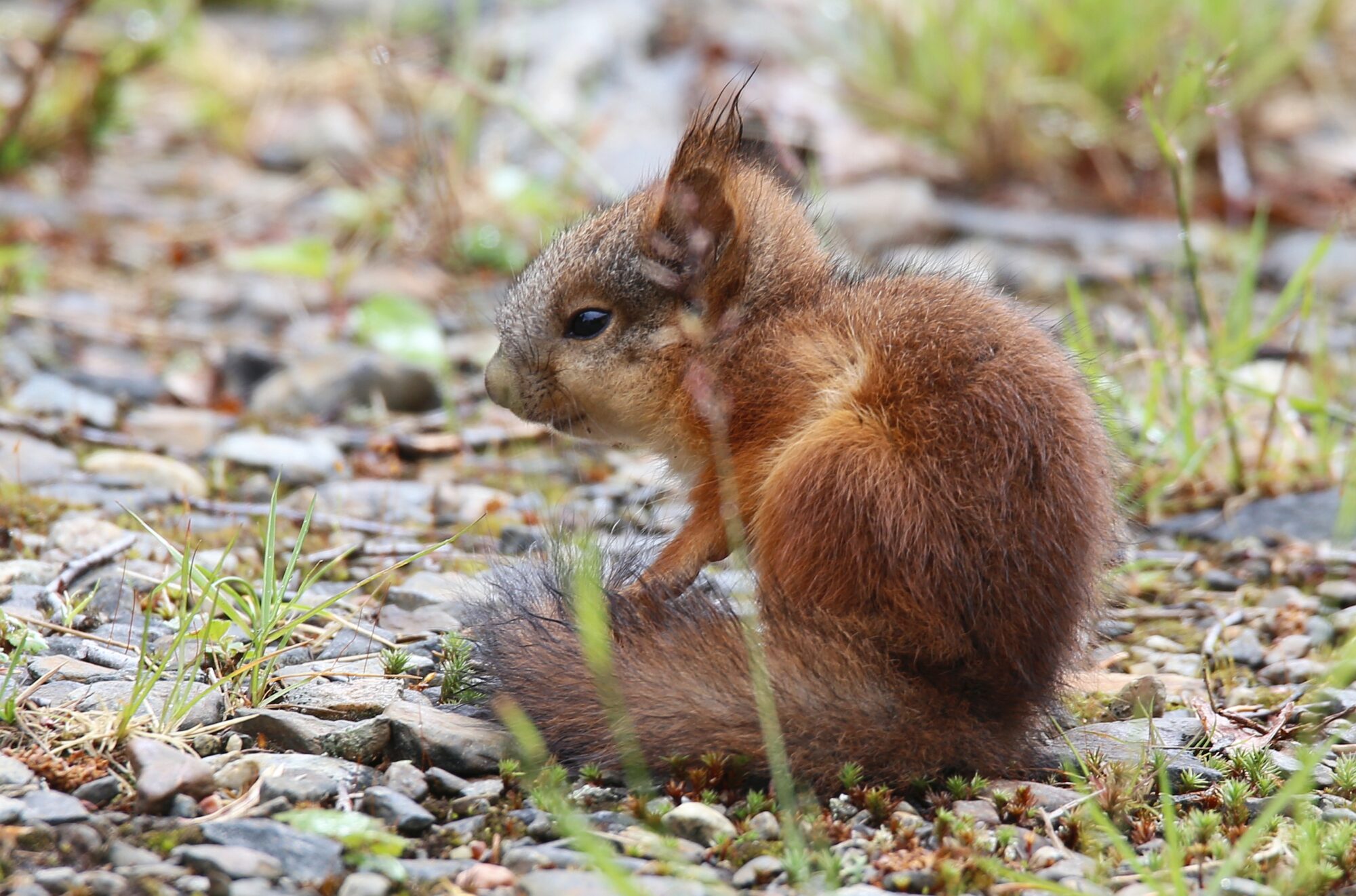 Valokuvaaja: Jaana Saarelainen