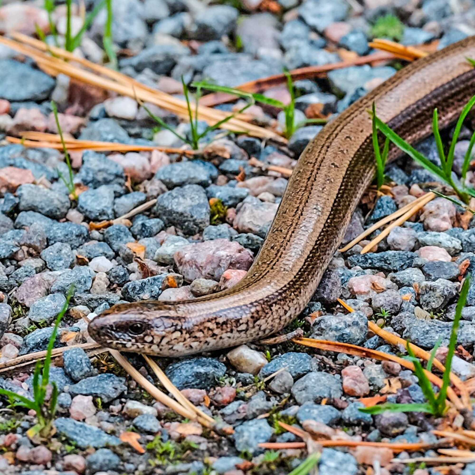 Valokuvaaja: Pentti Vähätalo