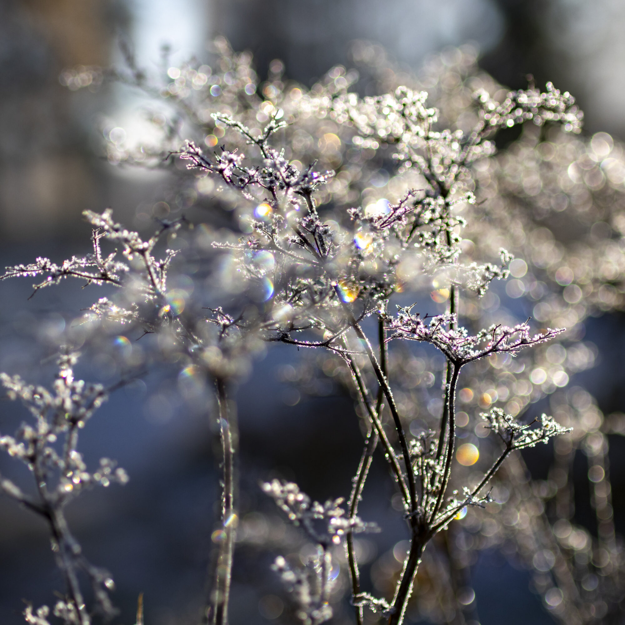 Valokuvaaja: Hannu Tikkanen