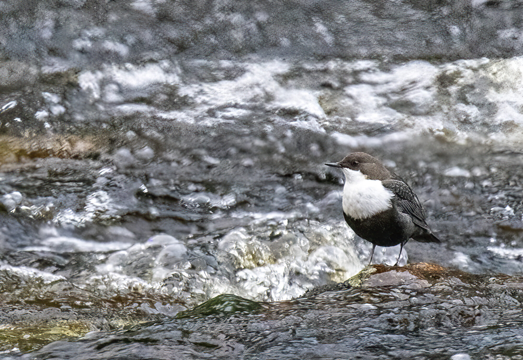 Valokuvaaja: Hannu Tikkanen