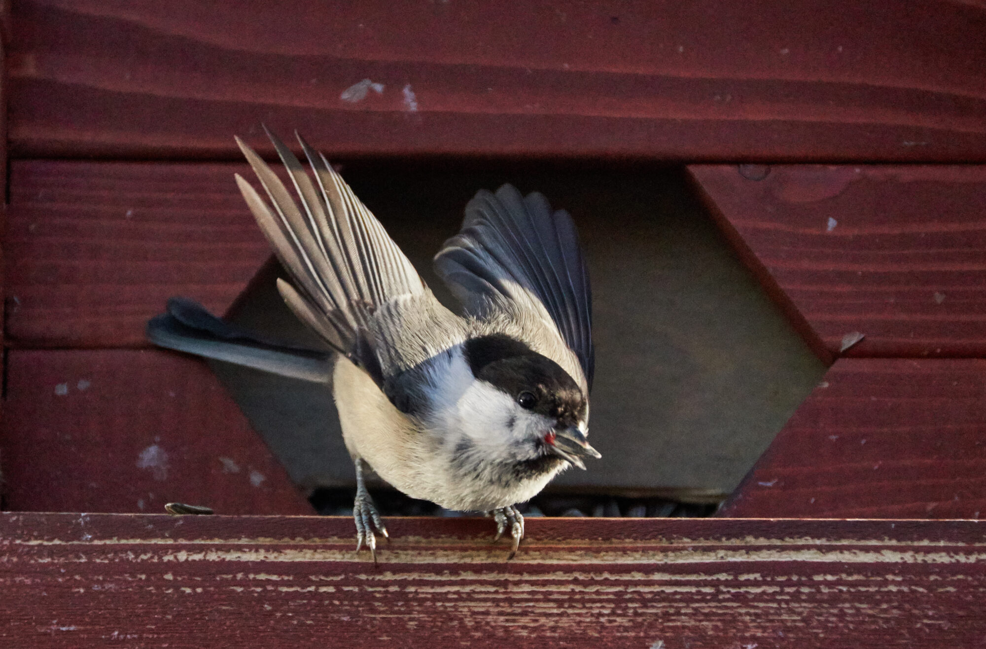 Valokuvaaja: Tarja Kouvo